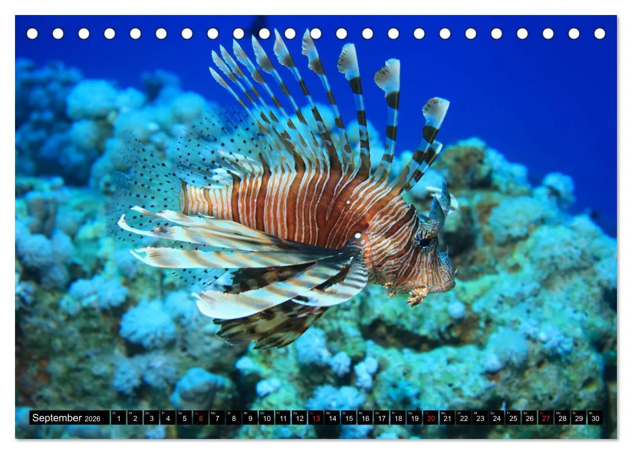 Bild: 9783457722480 | Rotes Meer Unterwasser (Tischkalender 2026 DIN A5 quer), CALVENDO...