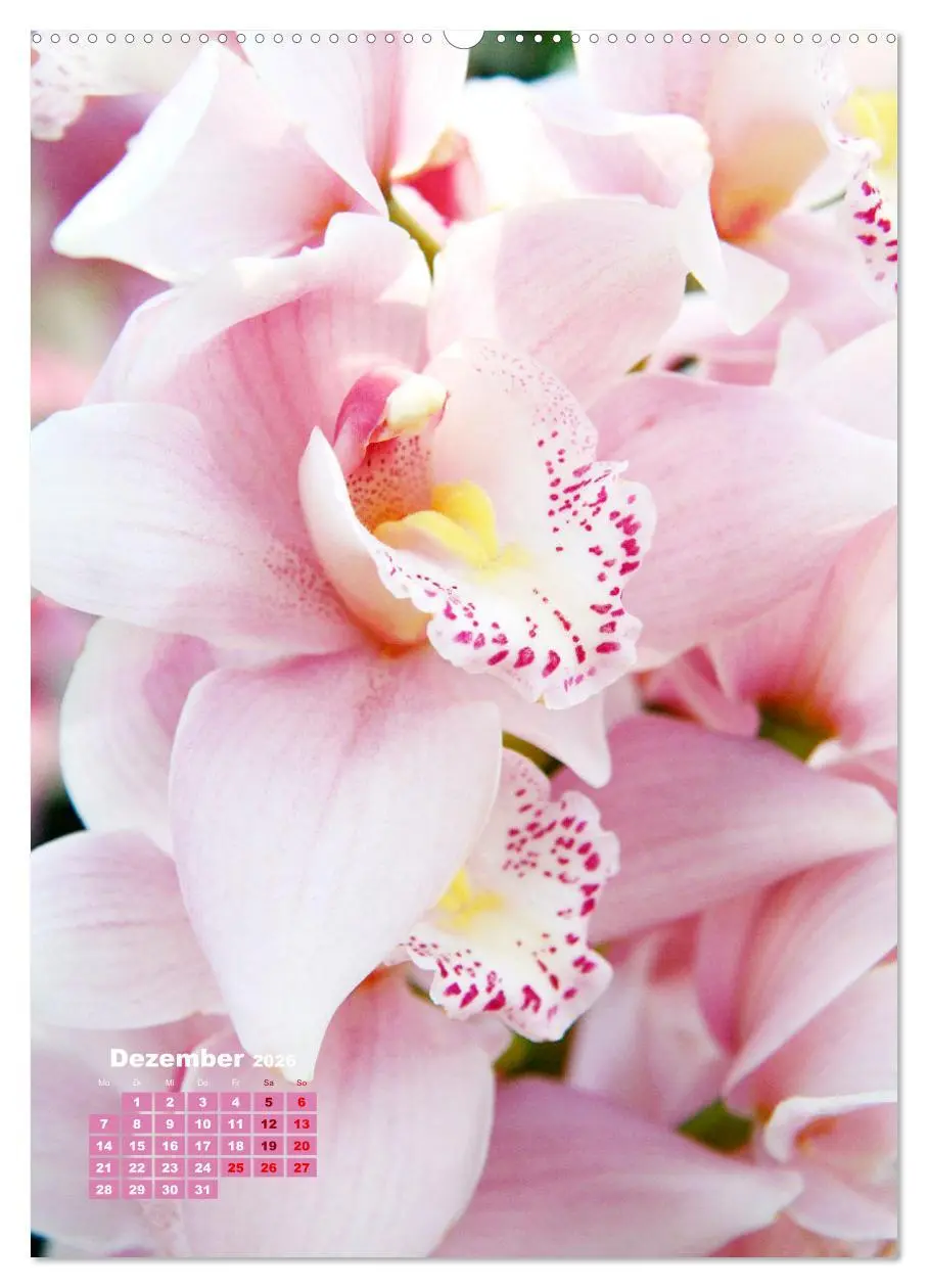 Bild: 9783516352580 | Orchideenschätze (hochwertiger Premium Wandkalender 2026 DIN A2...