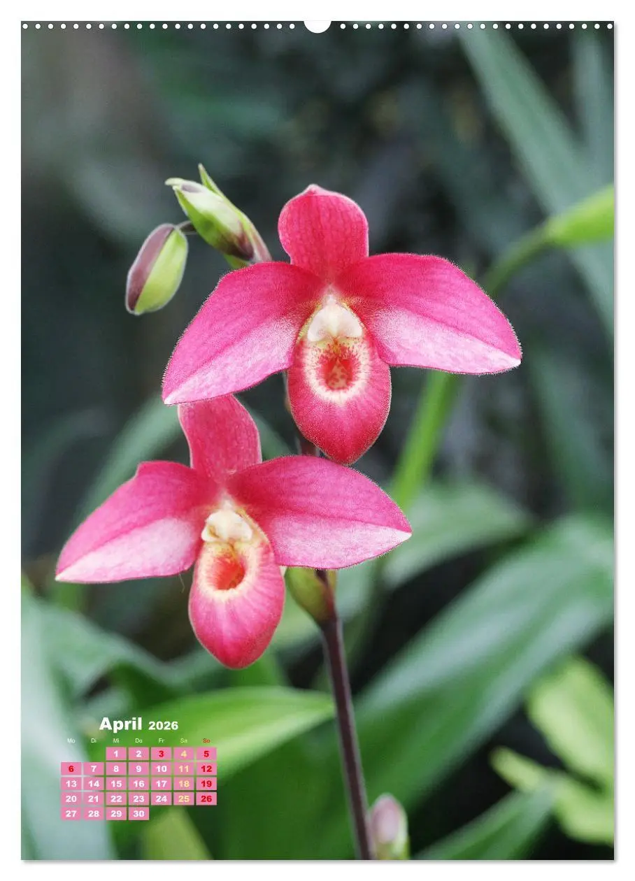 Bild: 9783516352580 | Orchideenschätze (hochwertiger Premium Wandkalender 2026 DIN A2...