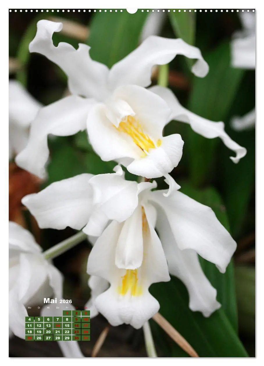 Bild: 9783516352580 | Orchideenschätze (hochwertiger Premium Wandkalender 2026 DIN A2...