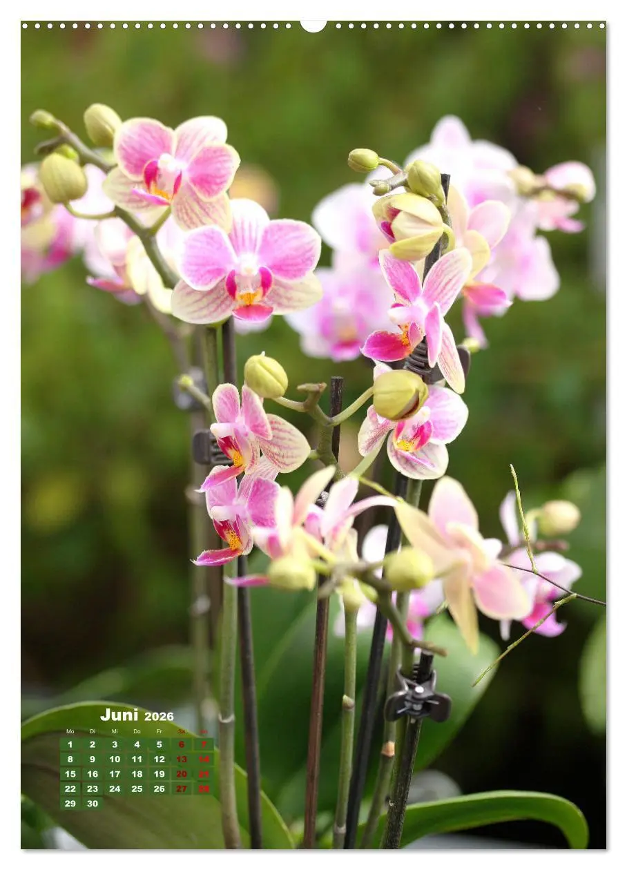 Bild: 9783516352580 | Orchideenschätze (hochwertiger Premium Wandkalender 2026 DIN A2...