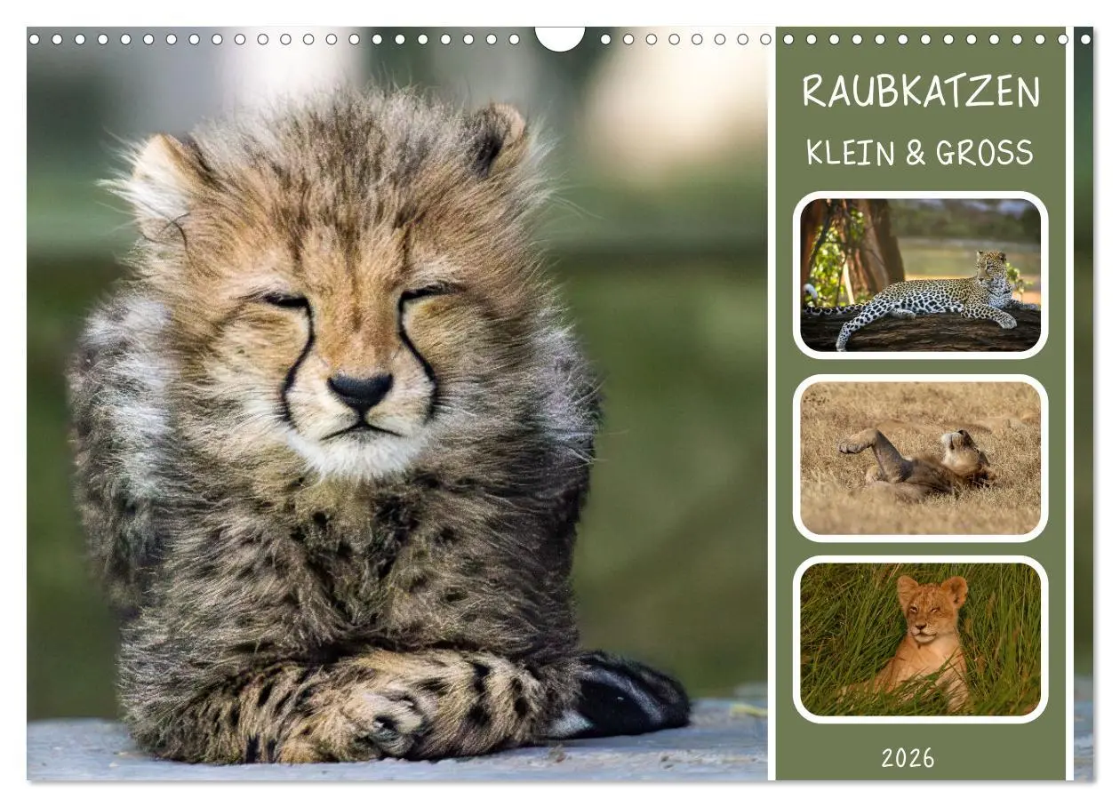 Cover: 9783457252680 | Raubkatzen - groß &amp; klein (Wandkalender 2026 DIN A3 quer), CALVENDO...