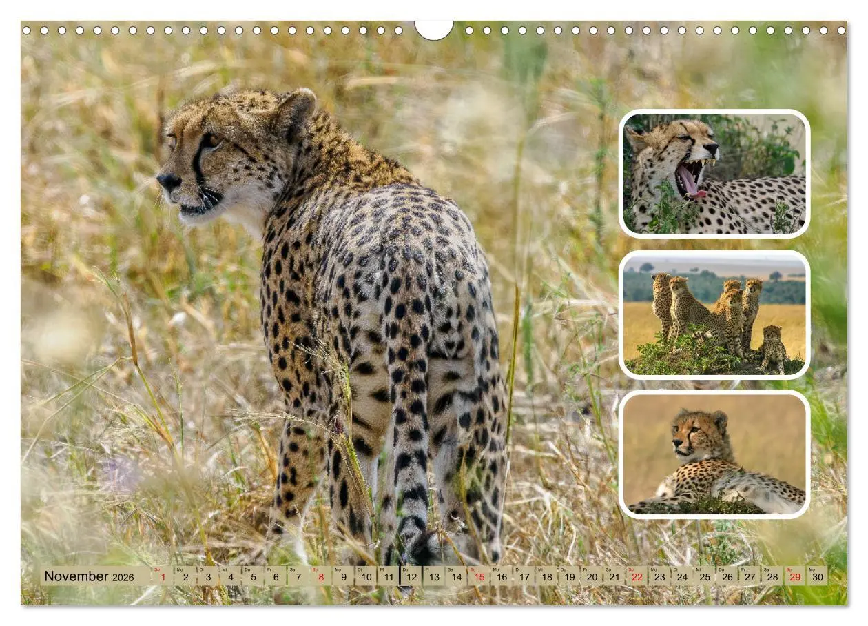 Bild: 9783457252680 | Raubkatzen - groß &amp; klein (Wandkalender 2026 DIN A3 quer), CALVENDO...