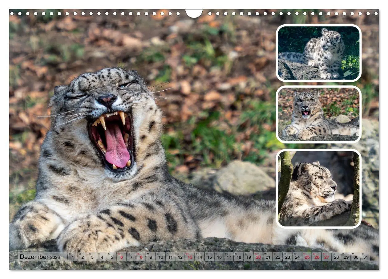 Bild: 9783457252680 | Raubkatzen - groß &amp; klein (Wandkalender 2026 DIN A3 quer), CALVENDO...