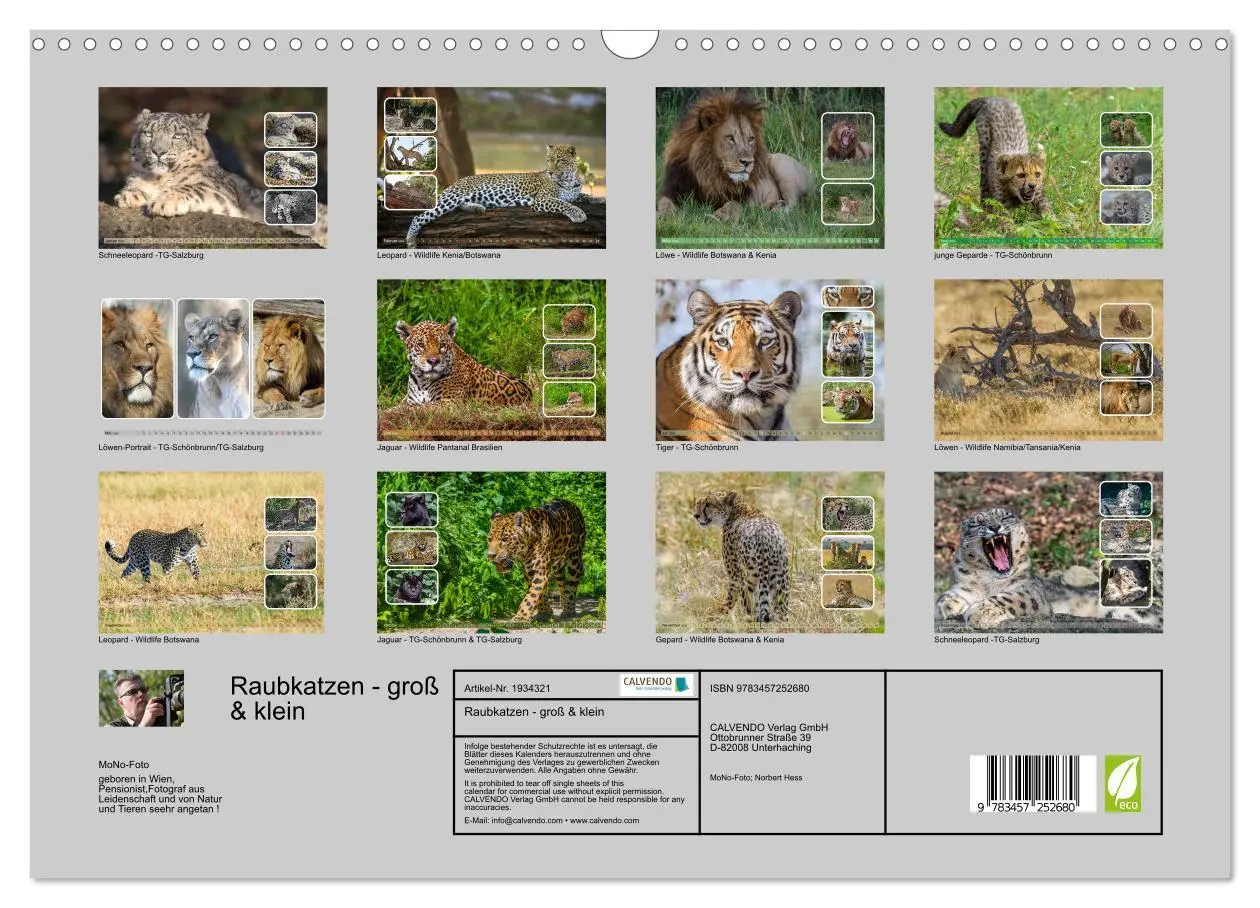 Bild: 9783457252680 | Raubkatzen - groß &amp; klein (Wandkalender 2026 DIN A3 quer), CALVENDO...