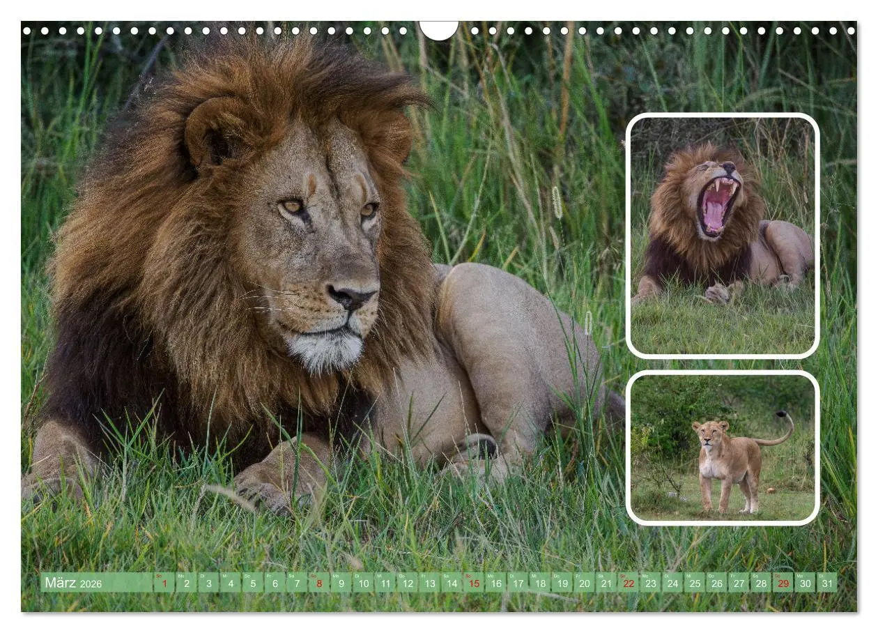 Bild: 9783457252680 | Raubkatzen - groß &amp; klein (Wandkalender 2026 DIN A3 quer), CALVENDO...