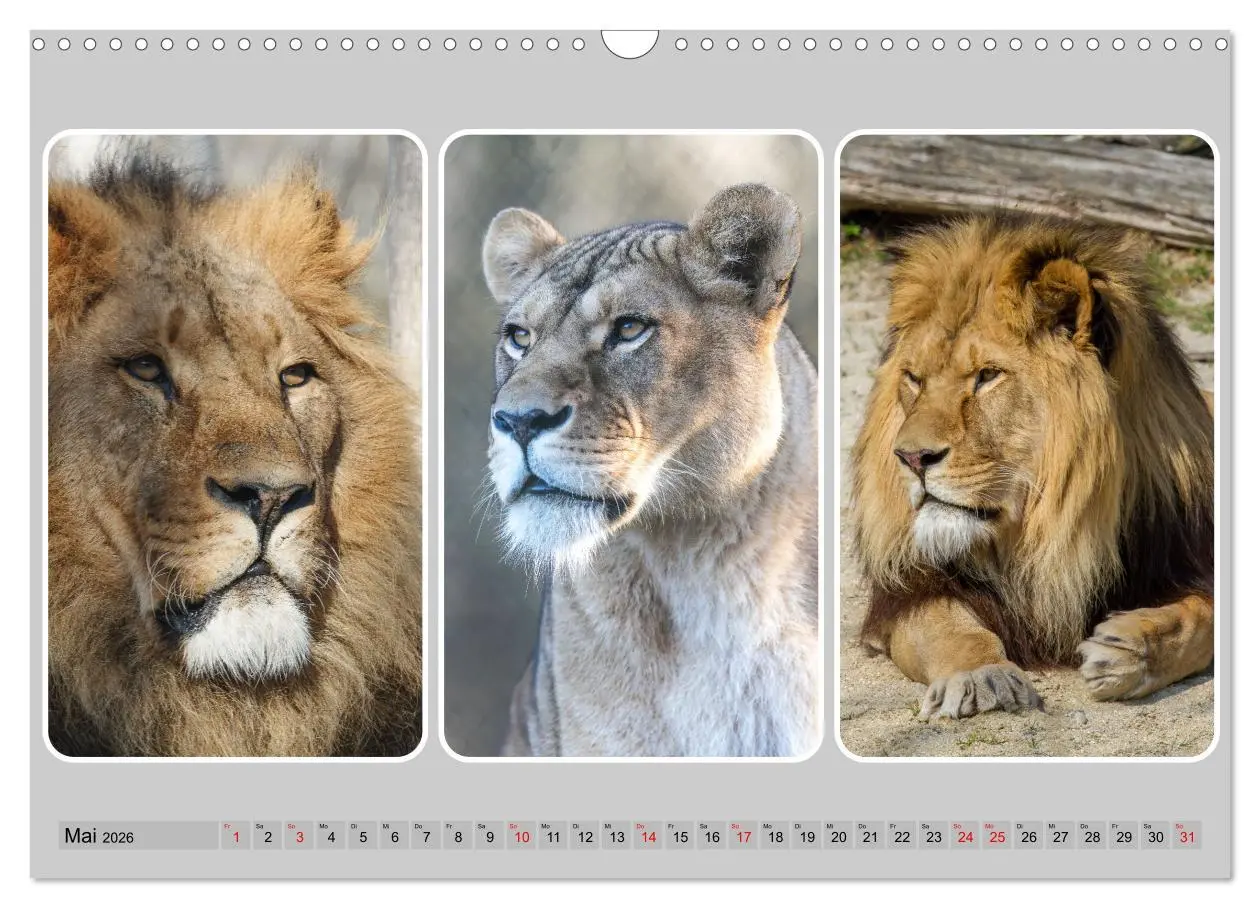 Bild: 9783457252680 | Raubkatzen - groß &amp; klein (Wandkalender 2026 DIN A3 quer), CALVENDO...