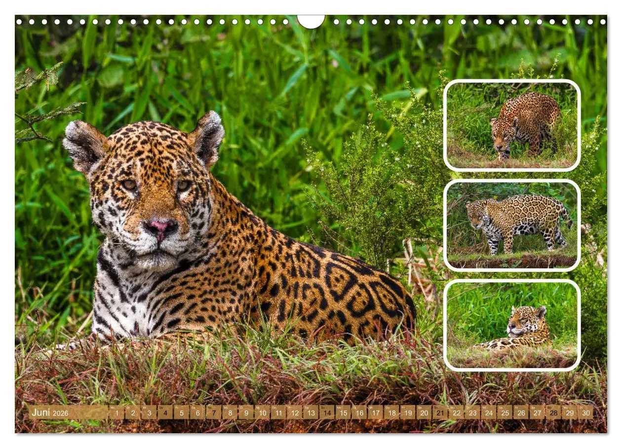 Bild: 9783457252680 | Raubkatzen - groß &amp; klein (Wandkalender 2026 DIN A3 quer), CALVENDO...