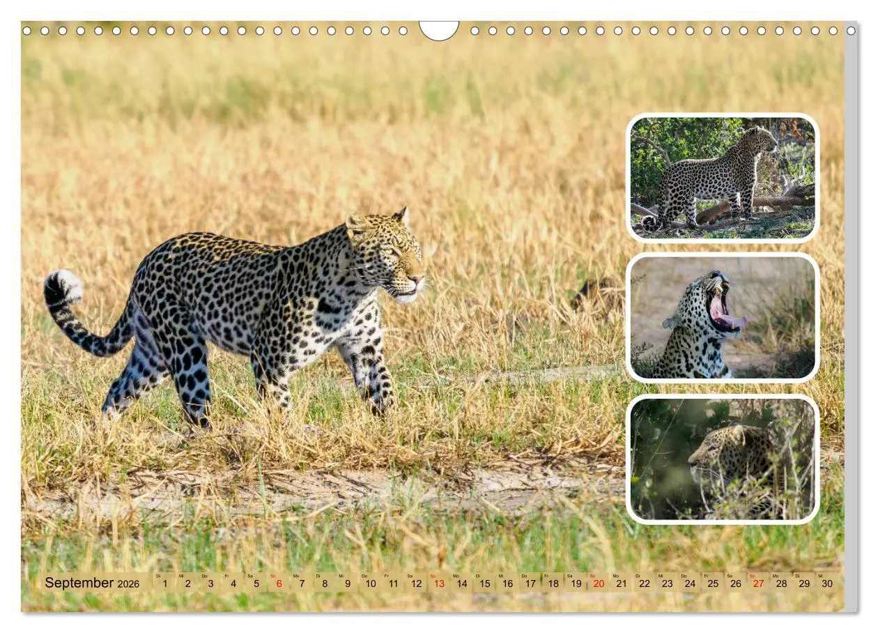 Bild: 9783457252680 | Raubkatzen - groß &amp; klein (Wandkalender 2026 DIN A3 quer), CALVENDO...