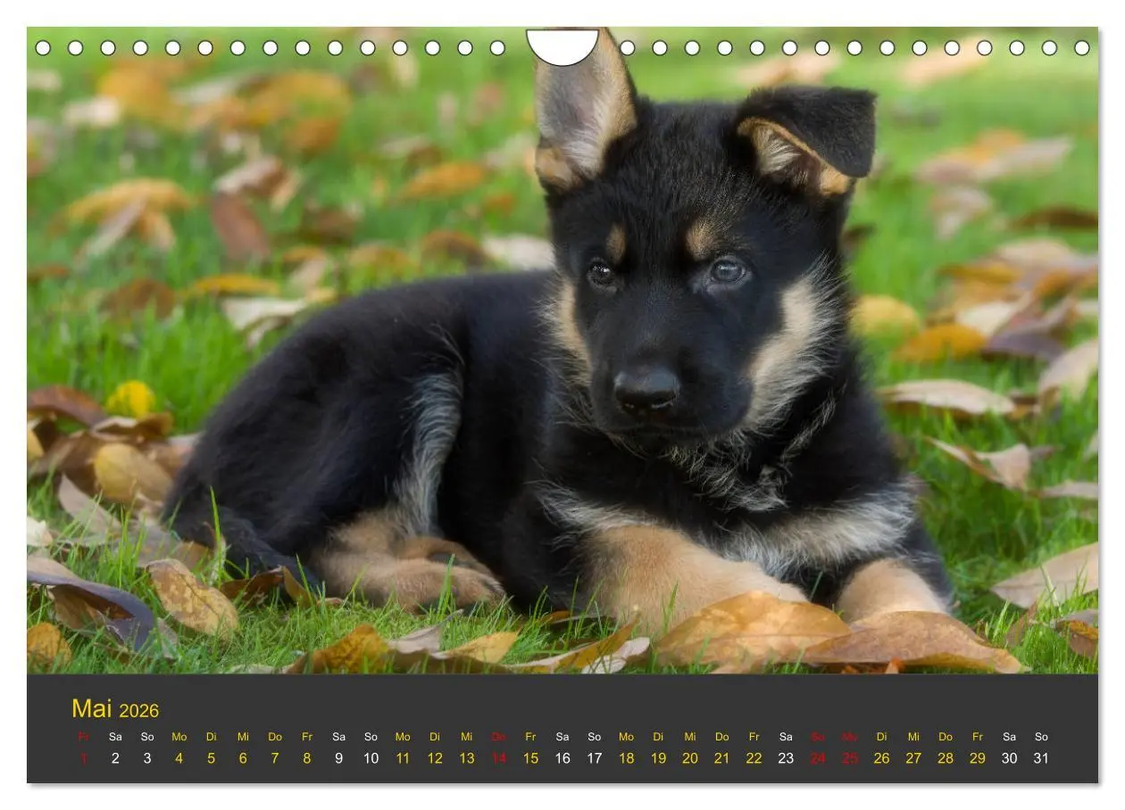 Bild: 9783457862780 | Deutscher Schäferhund-Welpe - aus der Ostdeutschen Arbeitslinie...