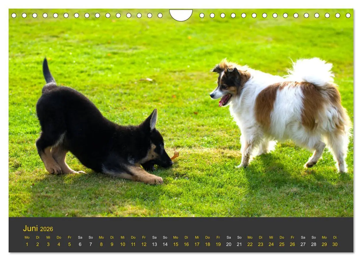 Bild: 9783457862780 | Deutscher Schäferhund-Welpe - aus der Ostdeutschen Arbeitslinie...