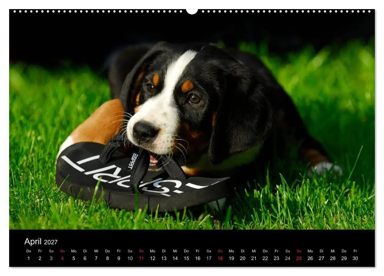 Bild: 9783594172780 | Welpen 2027 (hochwertiger Premium Wandkalender 2027 DIN A2 quer),...