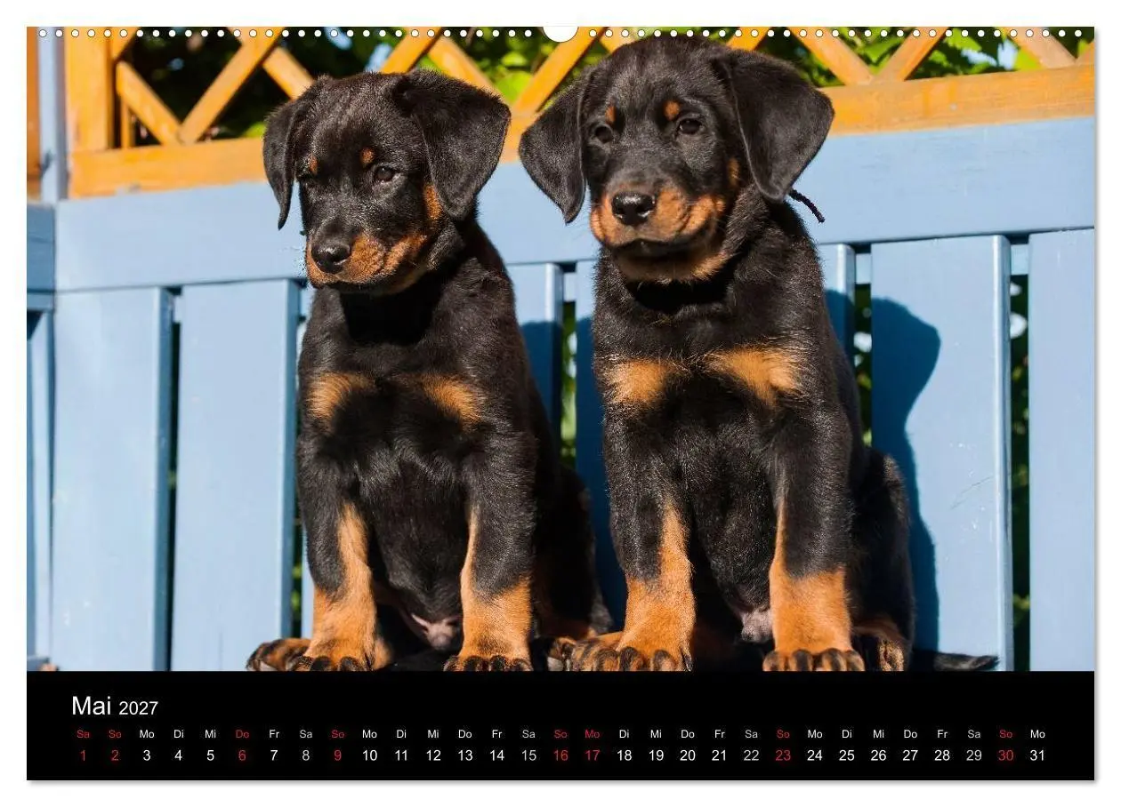Bild: 9783594172780 | Welpen 2027 (hochwertiger Premium Wandkalender 2027 DIN A2 quer),...