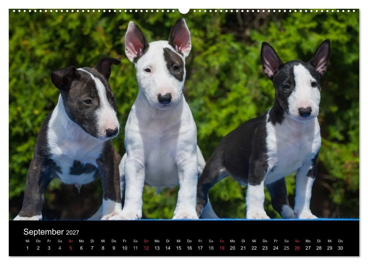Bild: 9783594172780 | Welpen 2027 (hochwertiger Premium Wandkalender 2027 DIN A2 quer),...