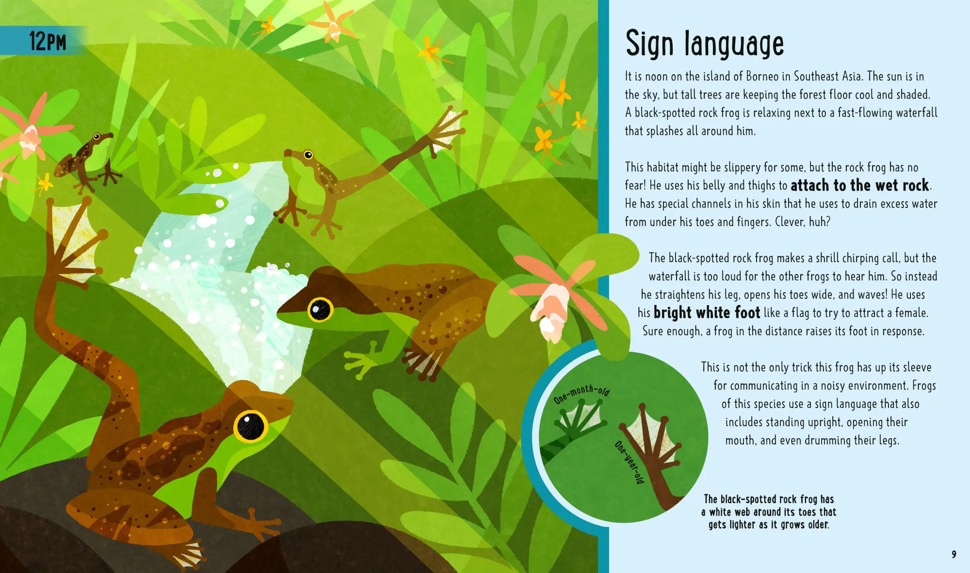 Bild: 9781838992880 | Frogs (A Day in the Life) | Itzue W. Caviedes-Solis (u. a.) | Buch