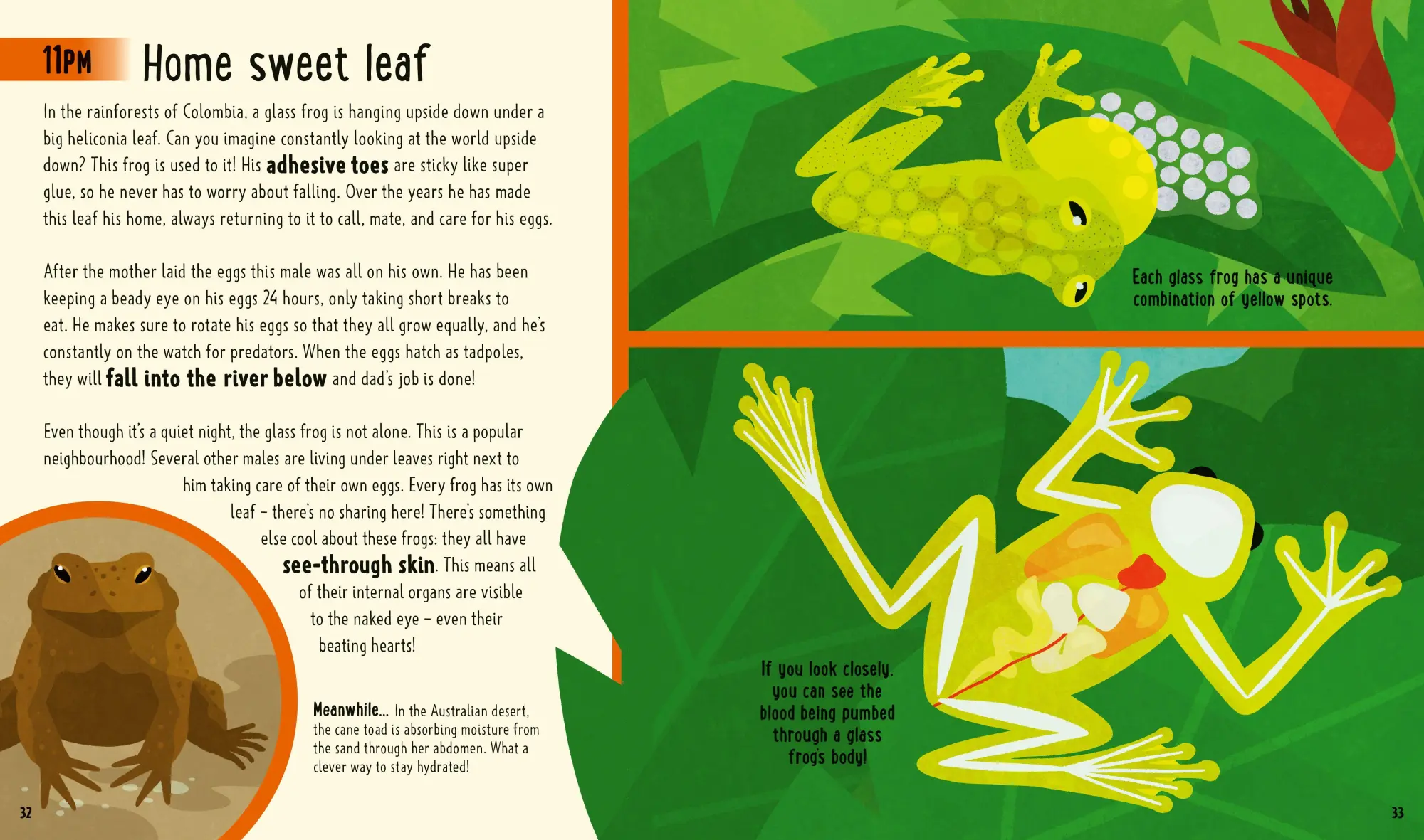 Bild: 9781838992880 | Frogs (A Day in the Life) | Itzue W. Caviedes-Solis (u. a.) | Buch