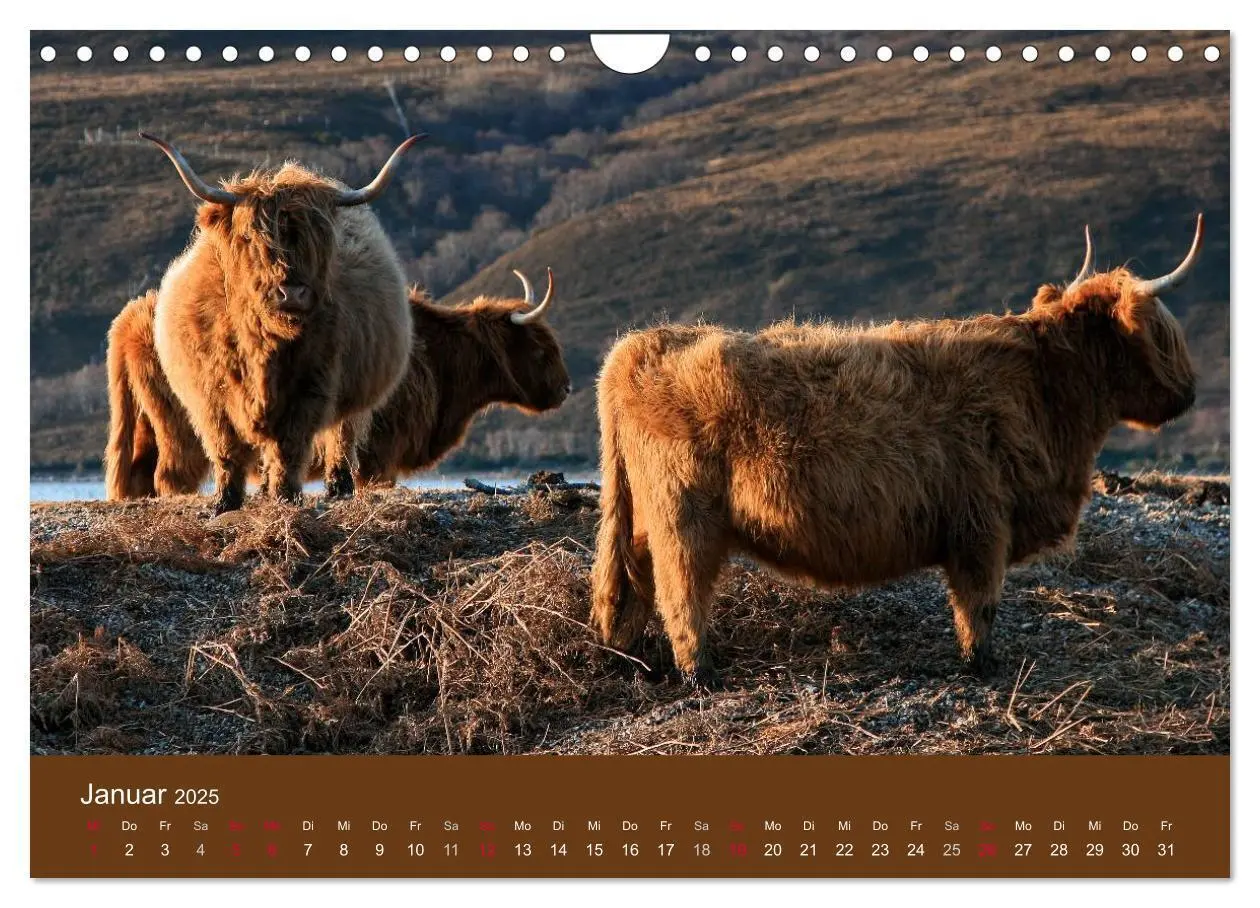 Bild: 9783435643080 | Schottische Hochlandrinder - Highland Cattle (Wandkalender 2025 DIN...