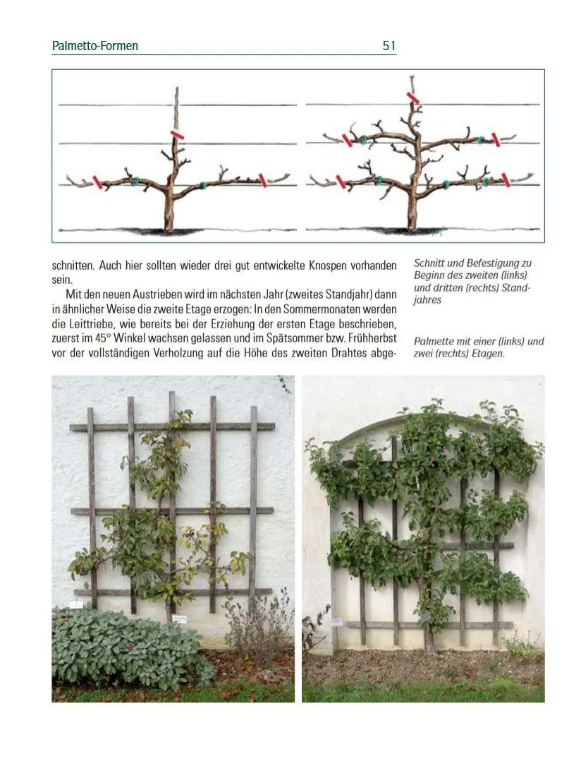 Bild: 9783702013080 | Spalierobst | für Mauer, Hecke, Pergola...Anlegen, Formen, Pflegen
