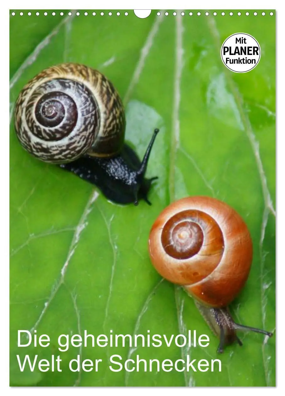 Cover: 9783516423280 | Die geheimnisvolle Welt der Schnecken (Wandkalender 2026 DIN A3...