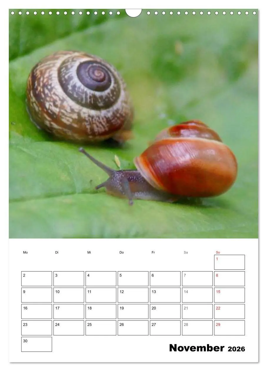 Bild: 9783516423280 | Die geheimnisvolle Welt der Schnecken (Wandkalender 2026 DIN A3...