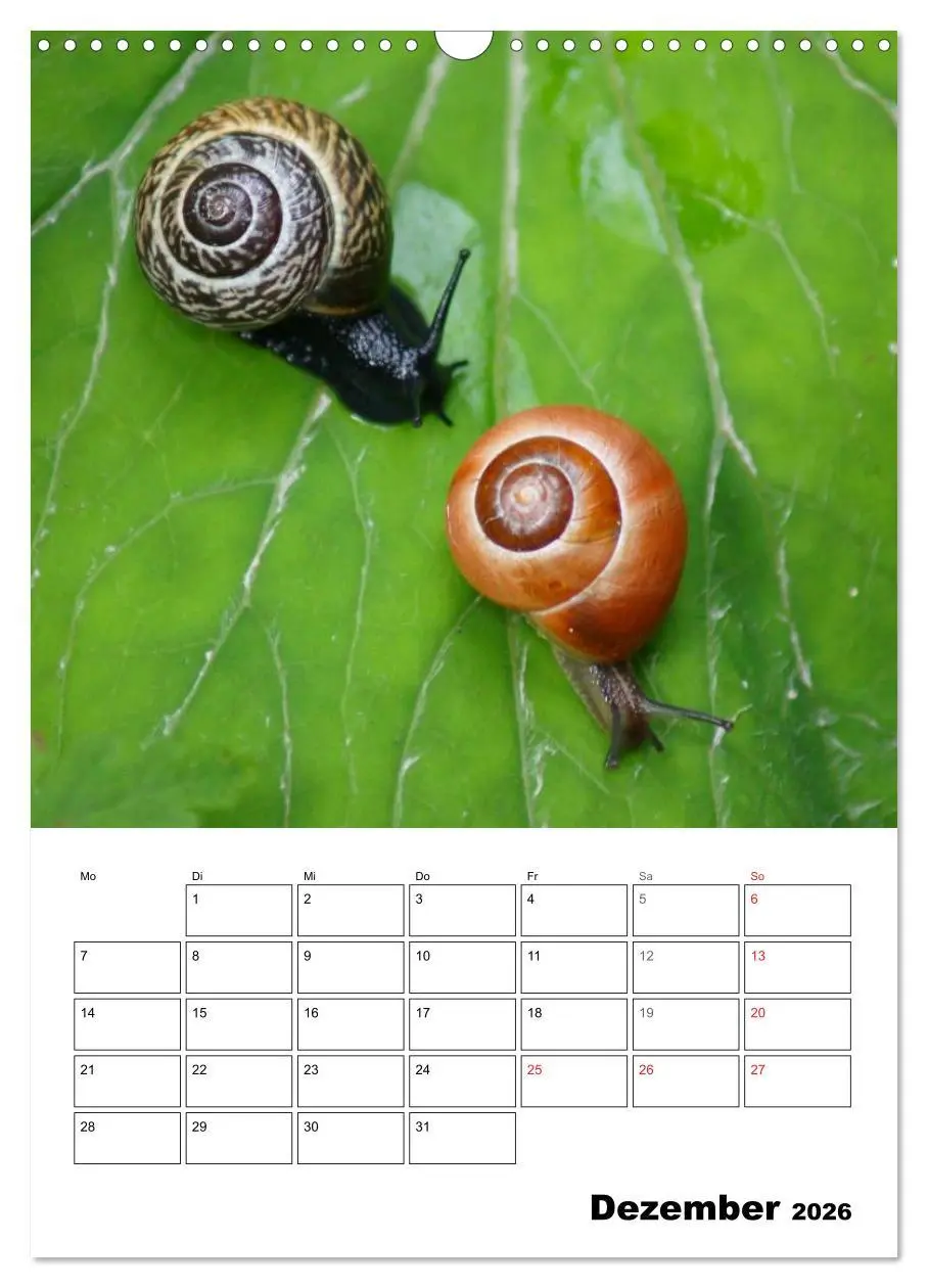 Bild: 9783516423280 | Die geheimnisvolle Welt der Schnecken (Wandkalender 2026 DIN A3...