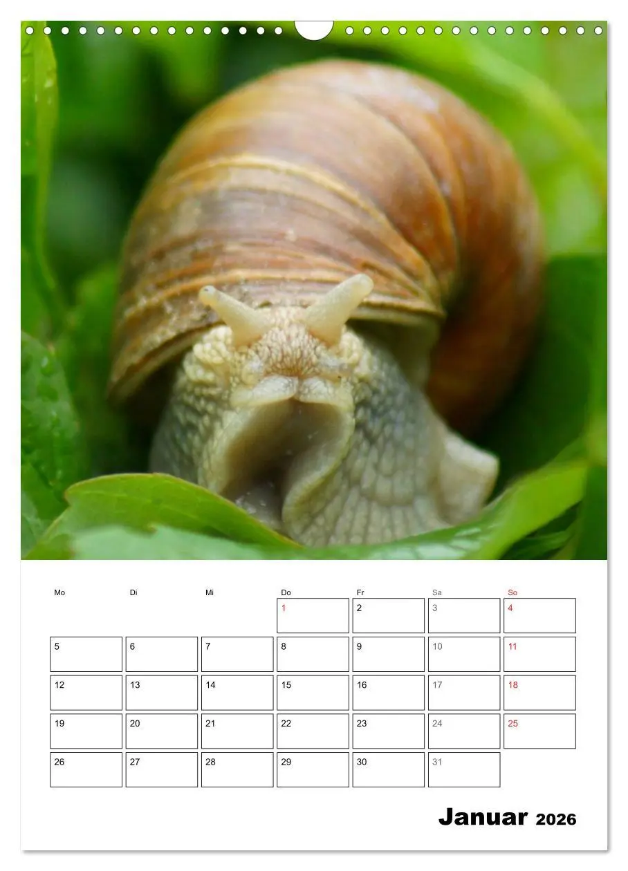 Bild: 9783516423280 | Die geheimnisvolle Welt der Schnecken (Wandkalender 2026 DIN A3...