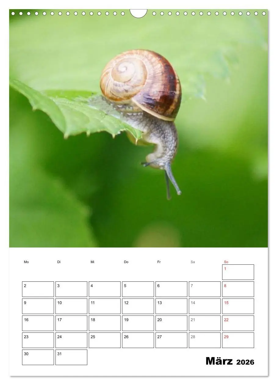 Bild: 9783516423280 | Die geheimnisvolle Welt der Schnecken (Wandkalender 2026 DIN A3...
