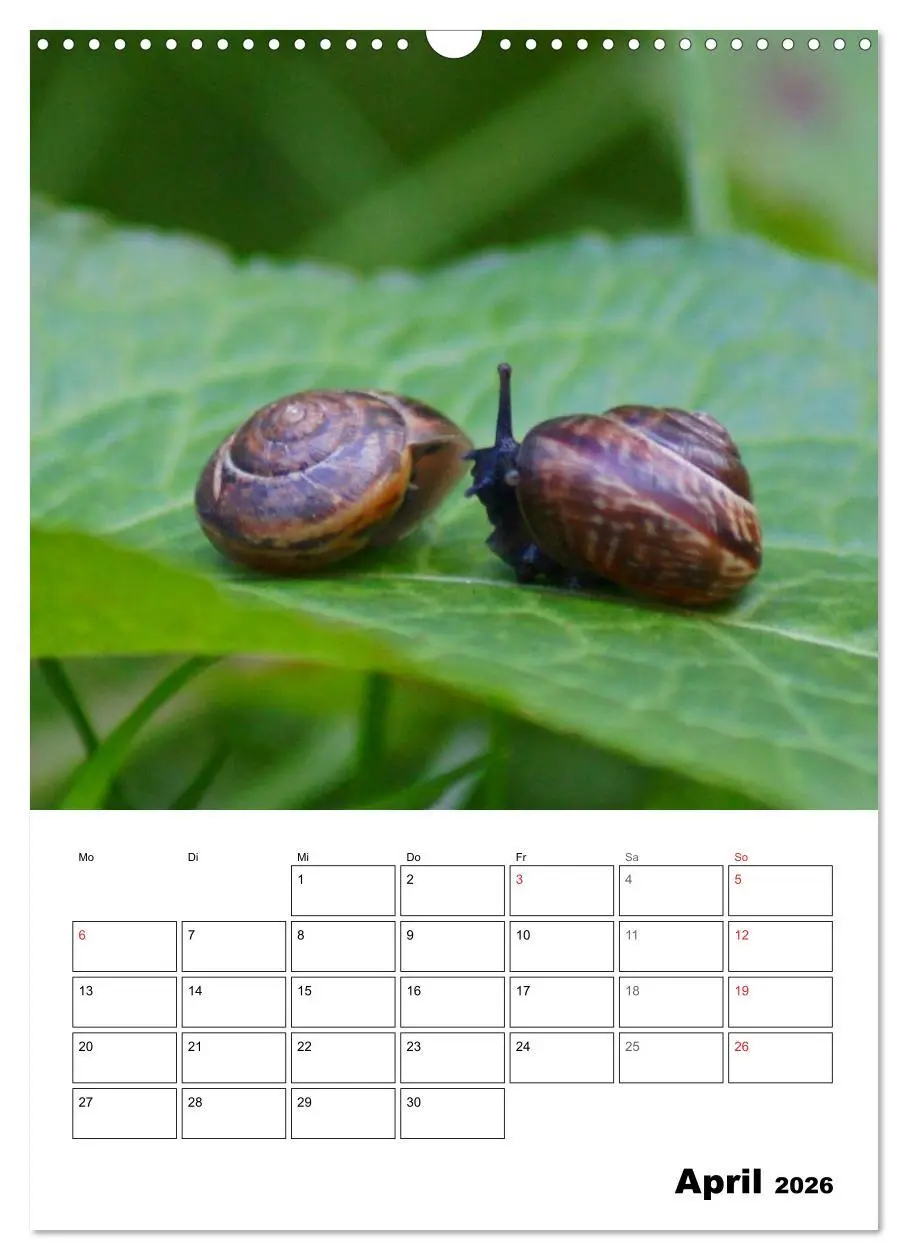 Bild: 9783516423280 | Die geheimnisvolle Welt der Schnecken (Wandkalender 2026 DIN A3...