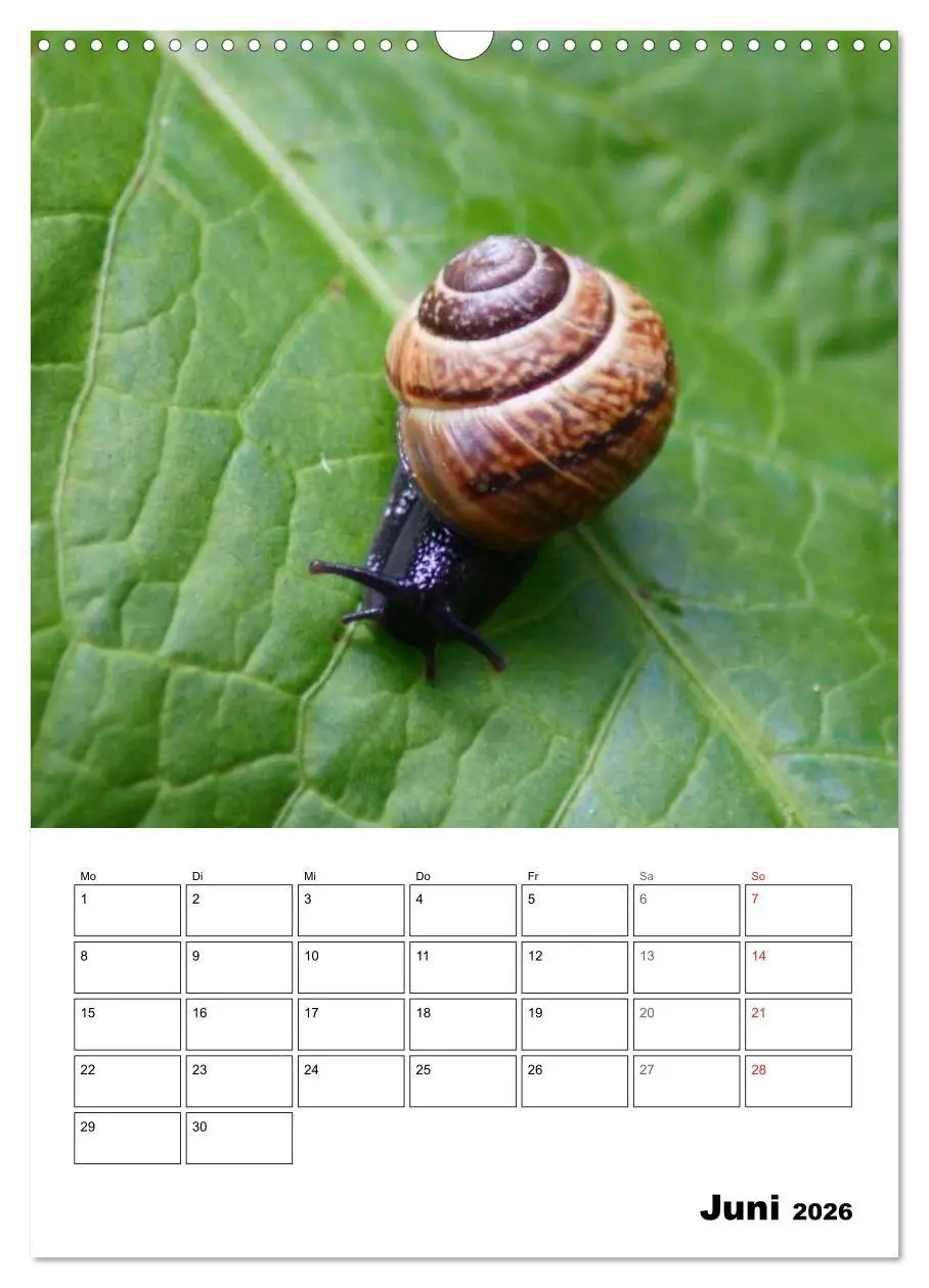 Bild: 9783516423280 | Die geheimnisvolle Welt der Schnecken (Wandkalender 2026 DIN A3...