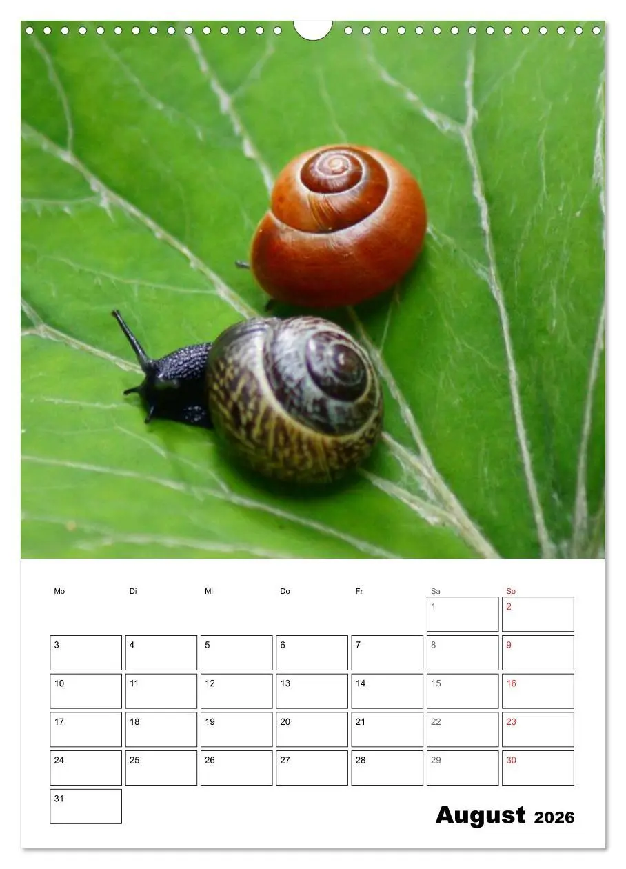 Bild: 9783516423280 | Die geheimnisvolle Welt der Schnecken (Wandkalender 2026 DIN A3...