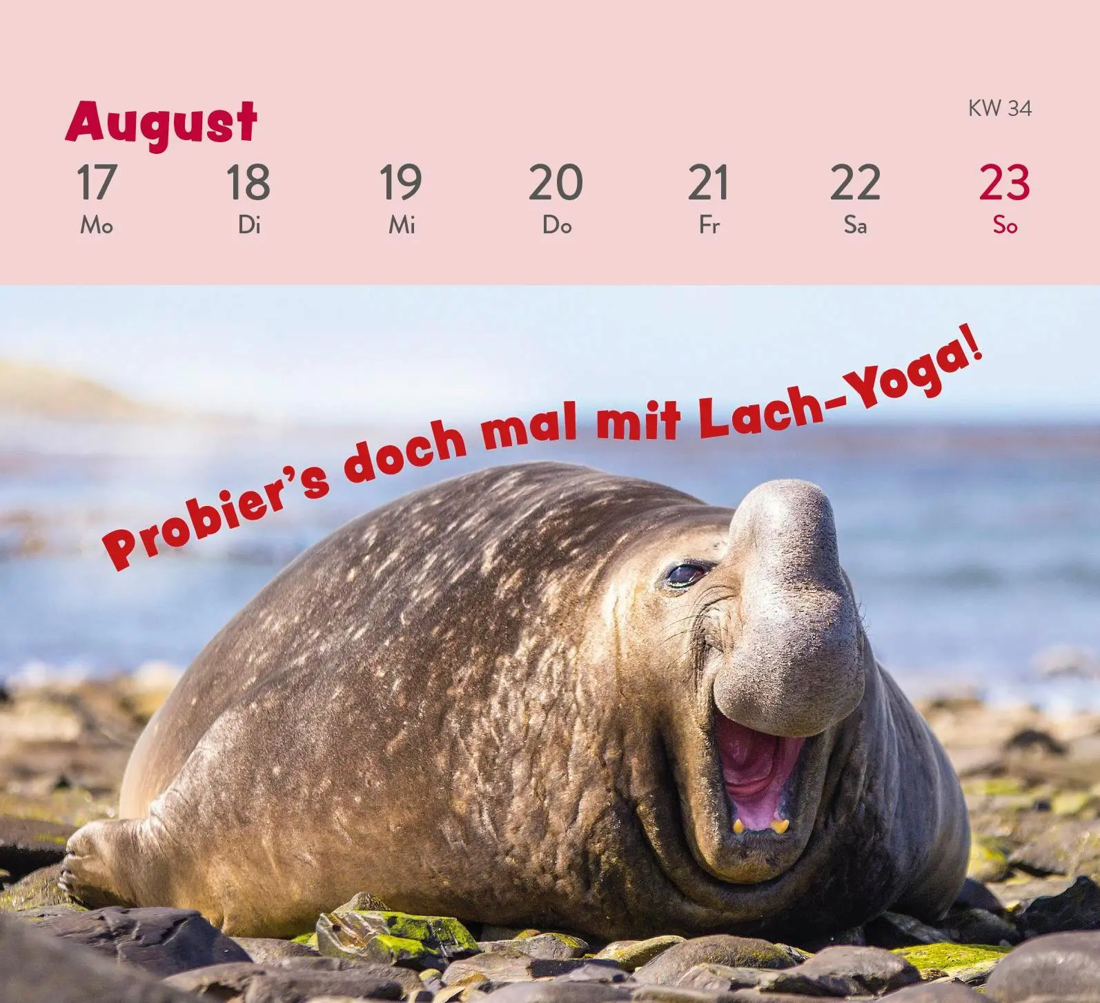 Bild: 4036442013380 | Mini-Wochenkalender 2026: Tierisch gechillt! | Paulus Vennebusch