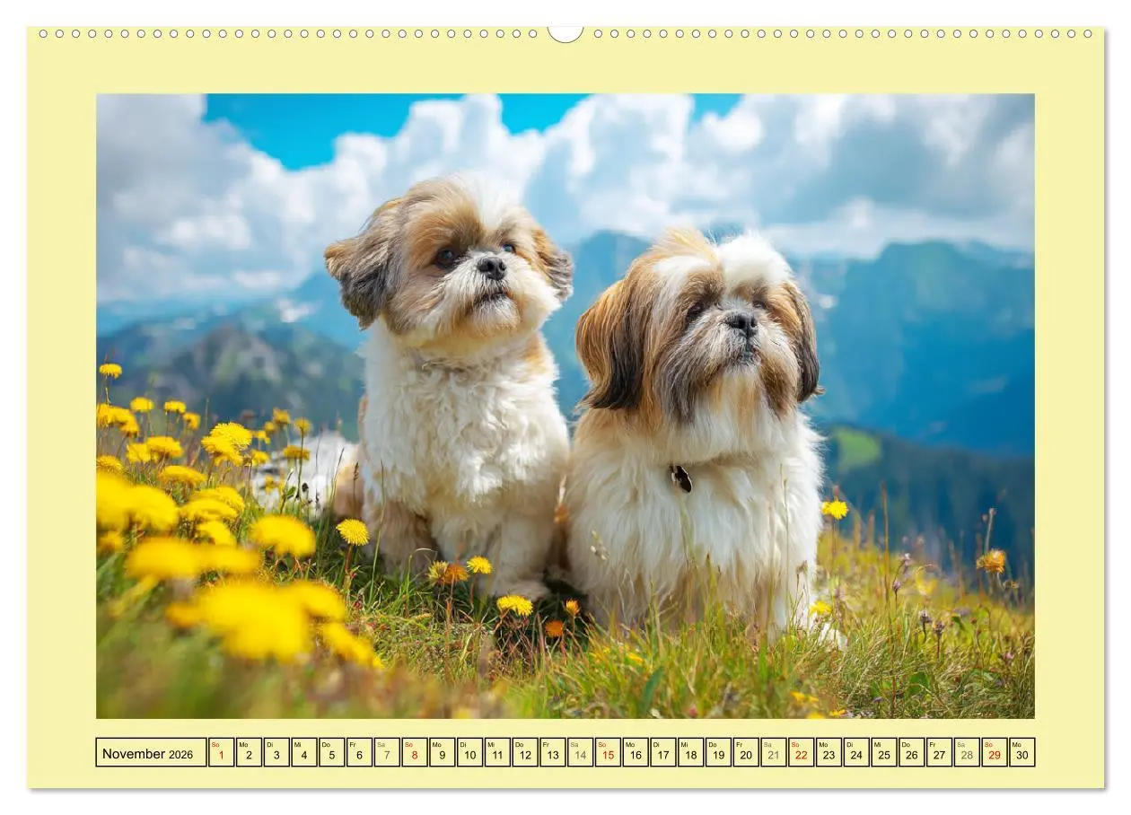 Bild: 9783457943380 | Shih Tzu Glück. Zauberhafte Hunde im alpinen Wanderglück...