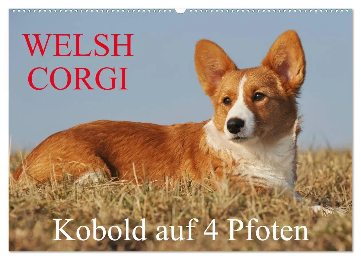 Cover: 9783516103380 | Welsh Corgi - Kobold auf 4 Pfoten (Wandkalender 2026 DIN A2 quer),...