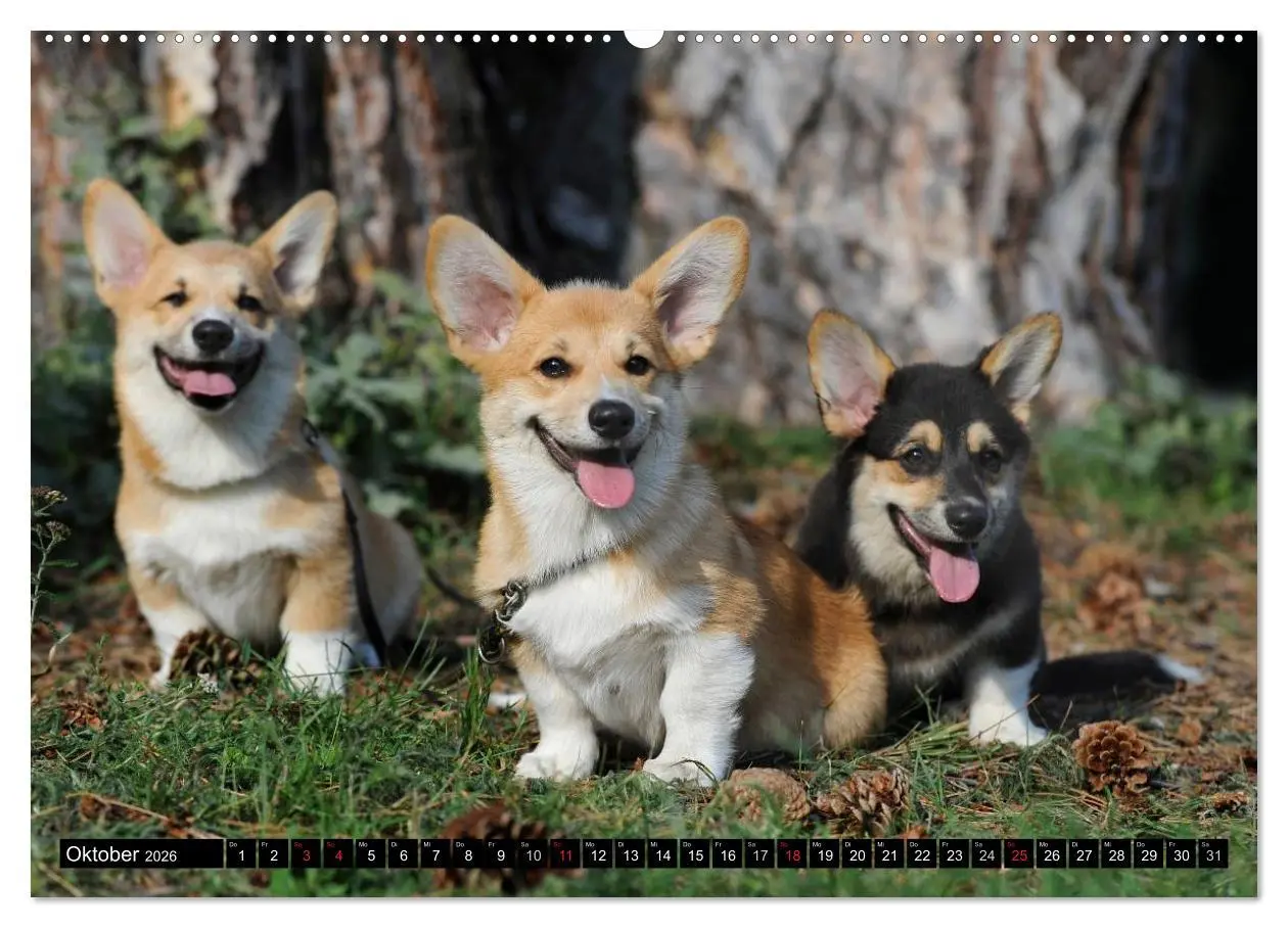 Bild: 9783516103380 | Welsh Corgi - Kobold auf 4 Pfoten (Wandkalender 2026 DIN A2 quer),...
