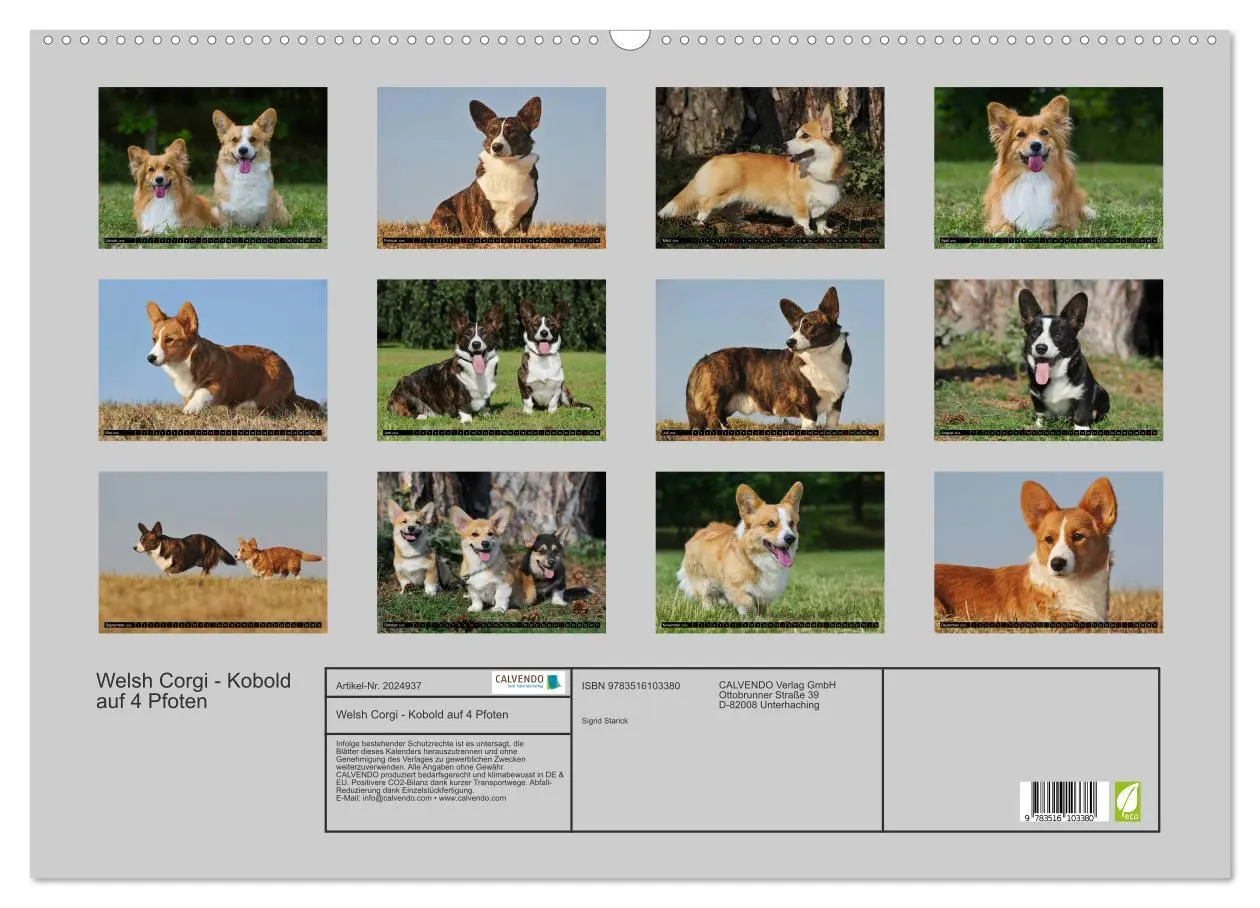 Bild: 9783516103380 | Welsh Corgi - Kobold auf 4 Pfoten (Wandkalender 2026 DIN A2 quer),...