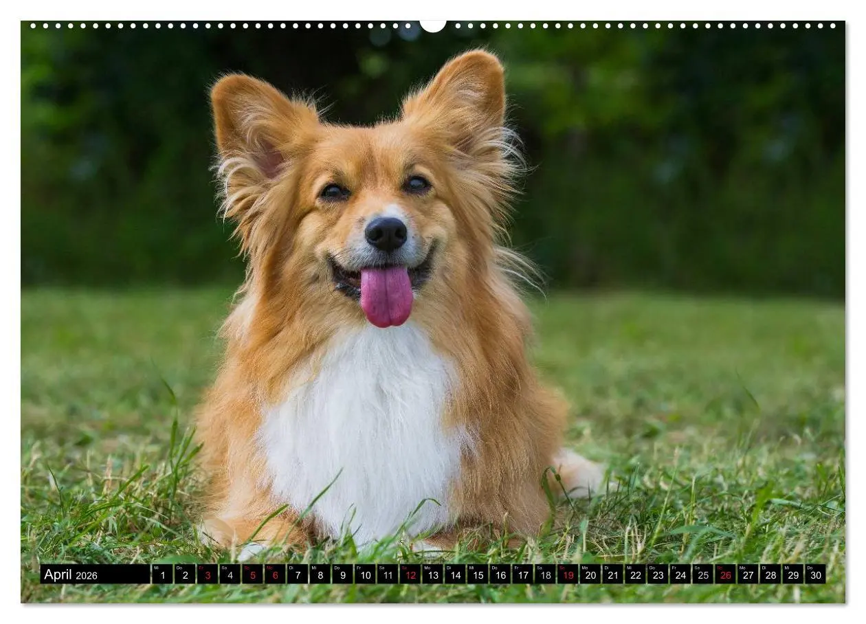 Bild: 9783516103380 | Welsh Corgi - Kobold auf 4 Pfoten (Wandkalender 2026 DIN A2 quer),...