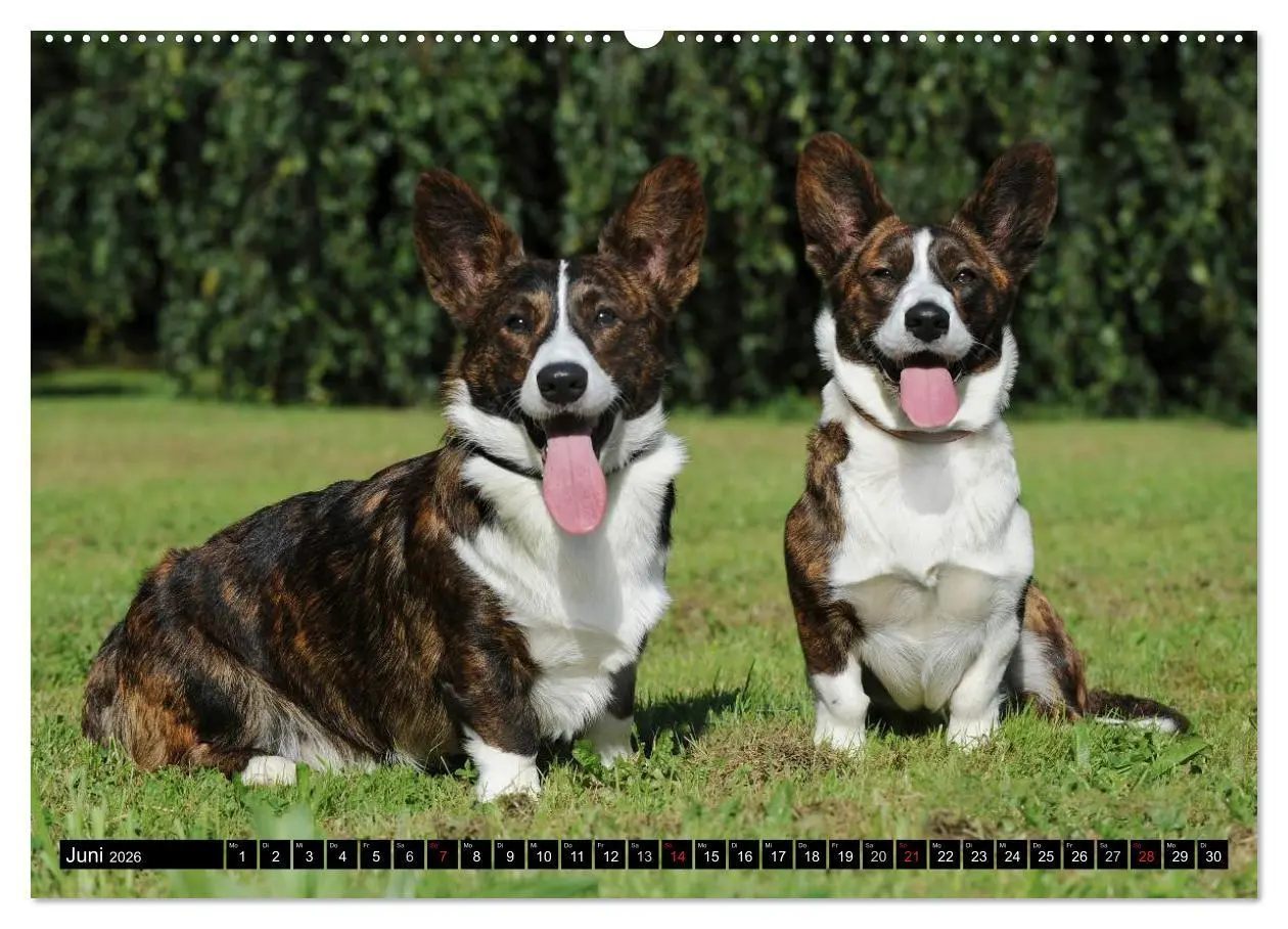 Bild: 9783516103380 | Welsh Corgi - Kobold auf 4 Pfoten (Wandkalender 2026 DIN A2 quer),...