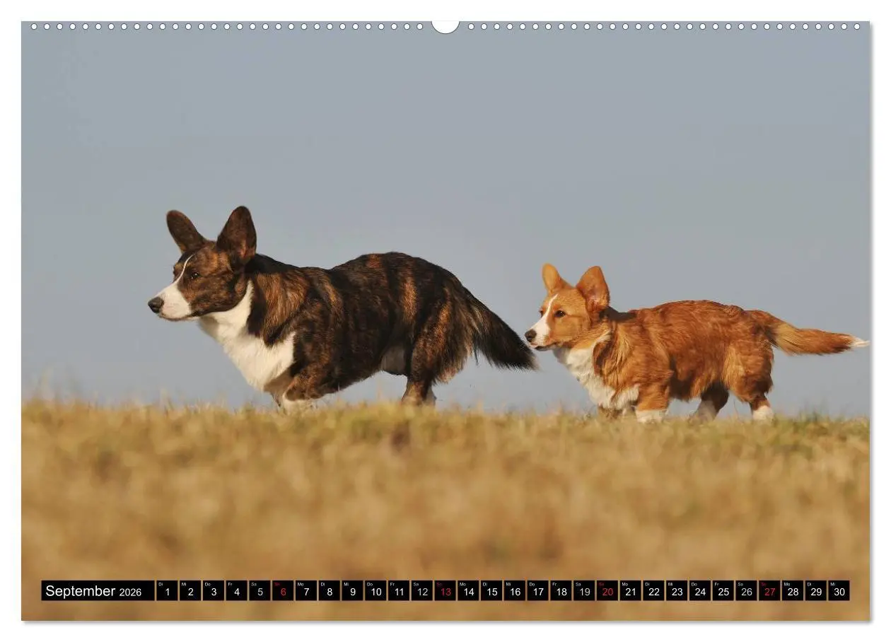 Bild: 9783516103380 | Welsh Corgi - Kobold auf 4 Pfoten (Wandkalender 2026 DIN A2 quer),...