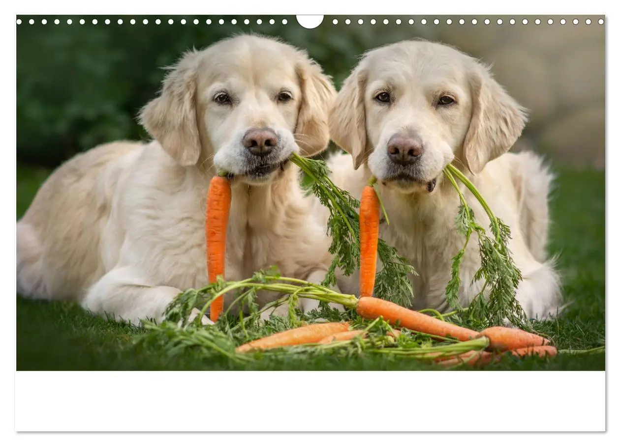 Bild: 9783435153480 | Grace und Cuba - Das verrückte Leben der Golden Girls (Wandkalender...