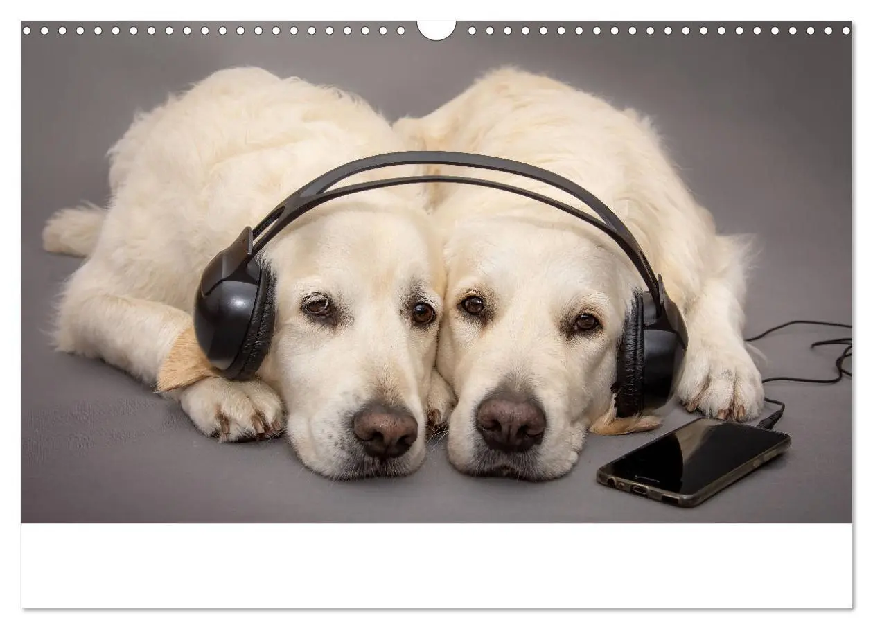 Bild: 9783435153480 | Grace und Cuba - Das verrückte Leben der Golden Girls (Wandkalender...