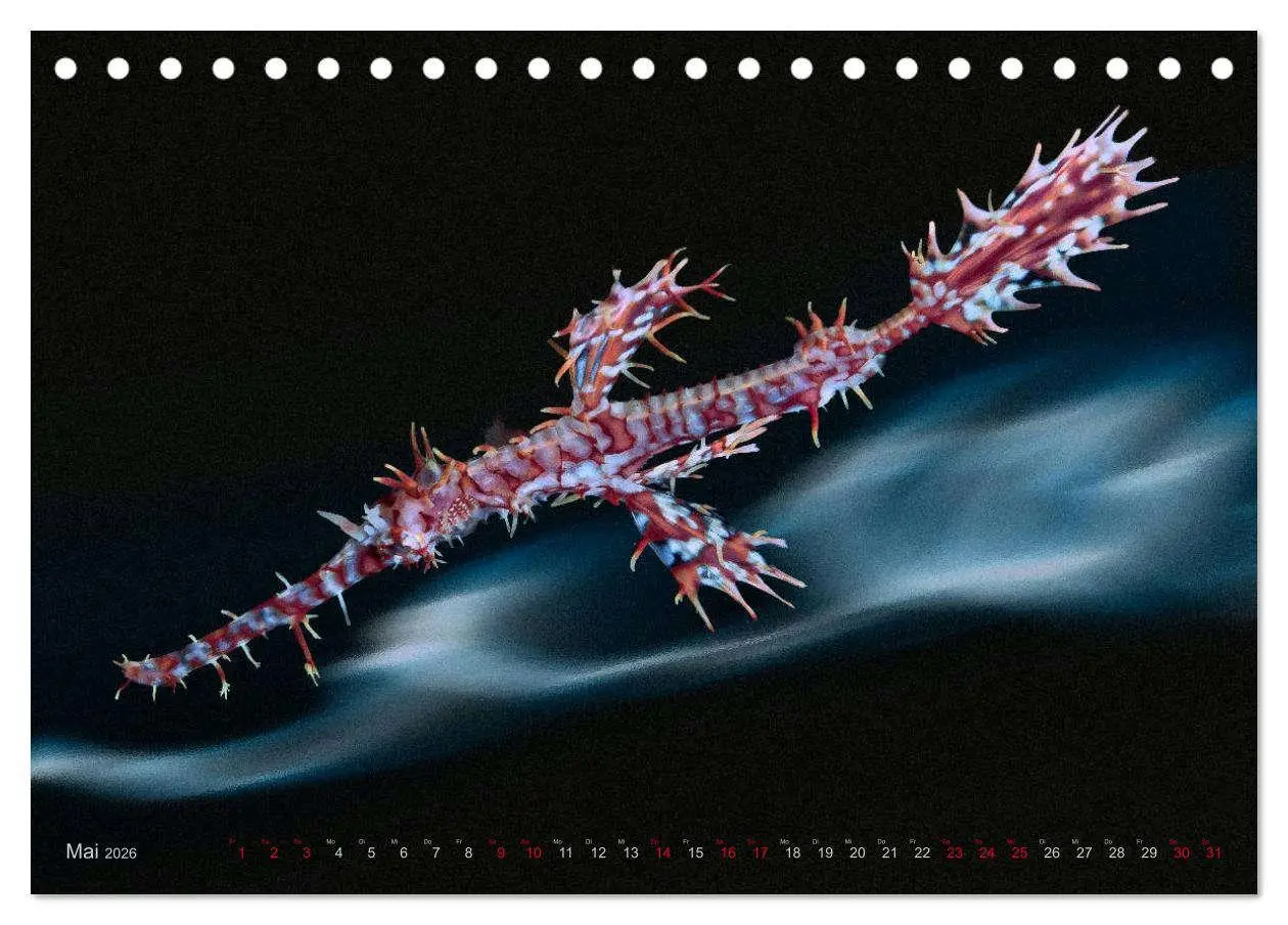 Bild: 9783457863480 | Artwork Unterwasser - Erlebnis Tauchen (Tischkalender 2026 DIN A5...