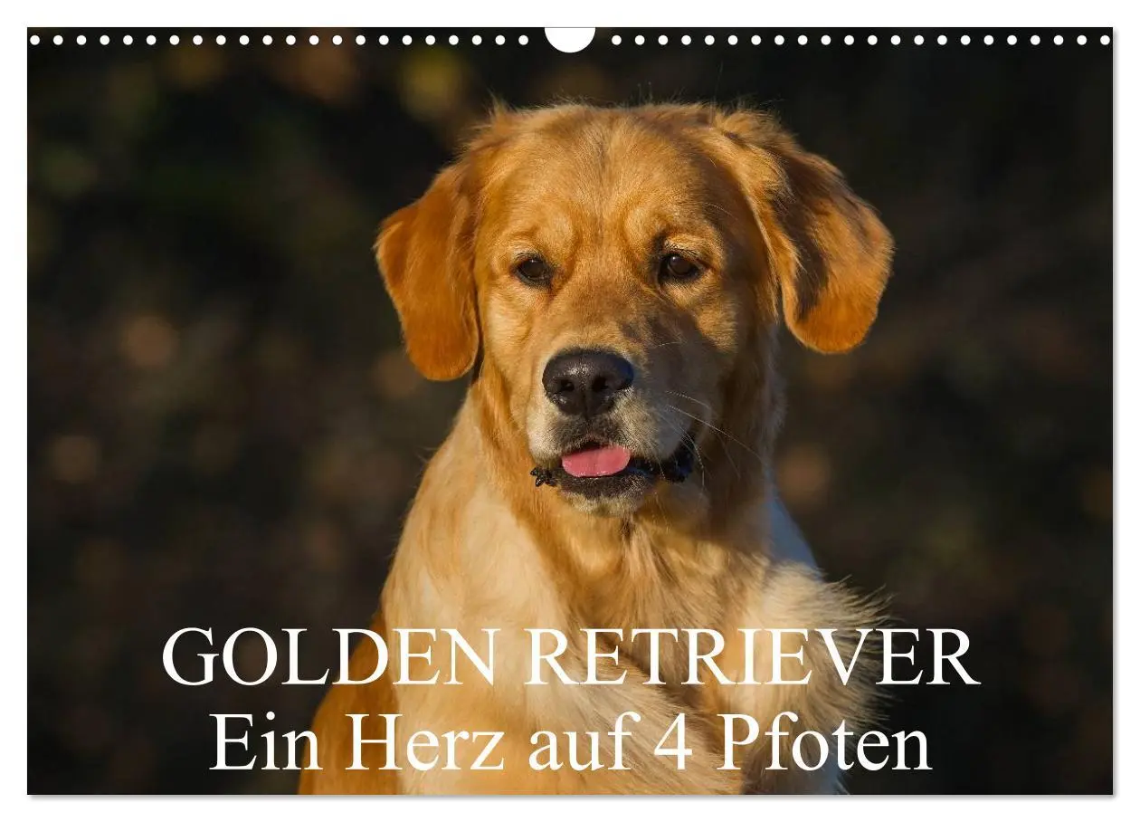 Cover: 9783516193480 | Golden Retriever - Ein Herz auf 4 Pfoten (Wandkalender 2026 DIN A3...
