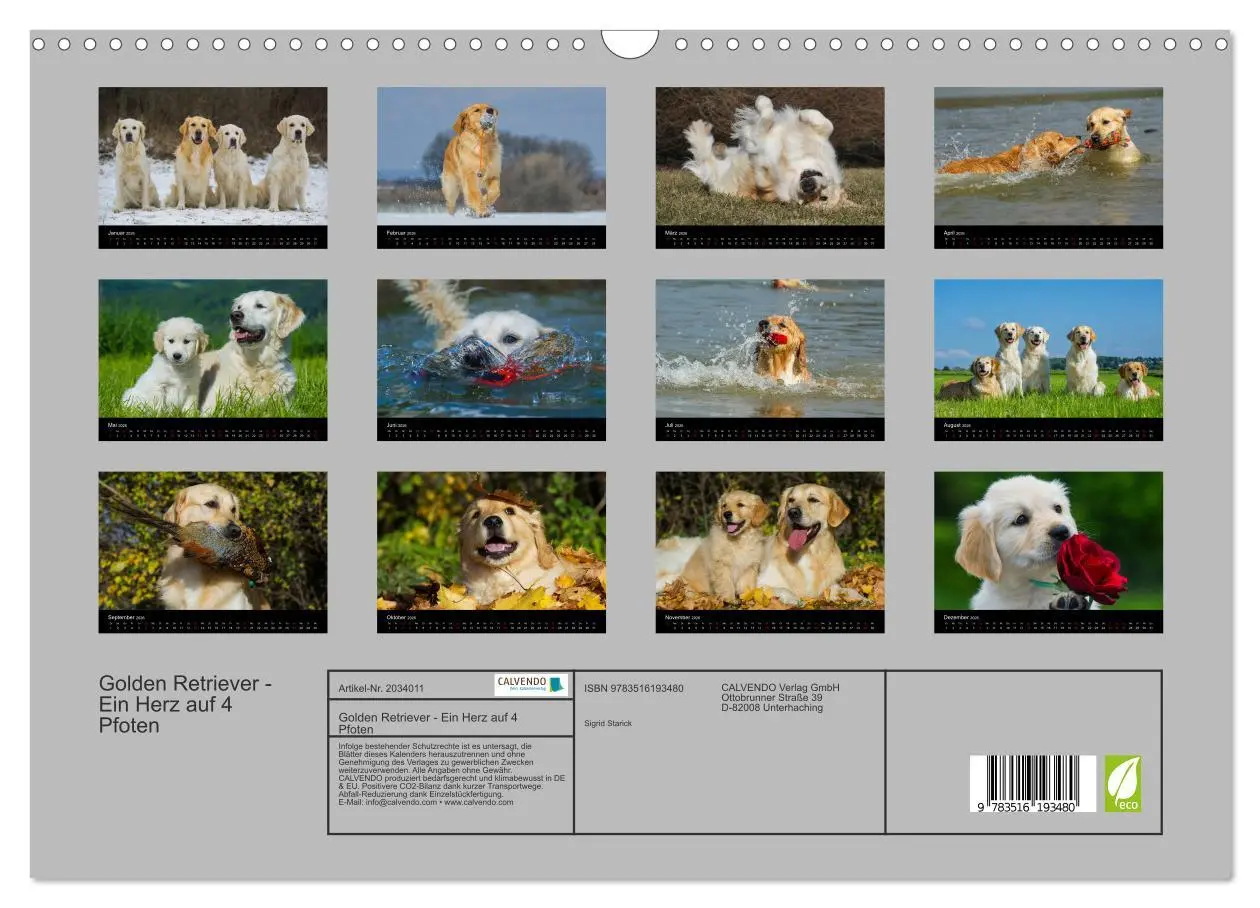 Bild: 9783516193480 | Golden Retriever - Ein Herz auf 4 Pfoten (Wandkalender 2026 DIN A3...