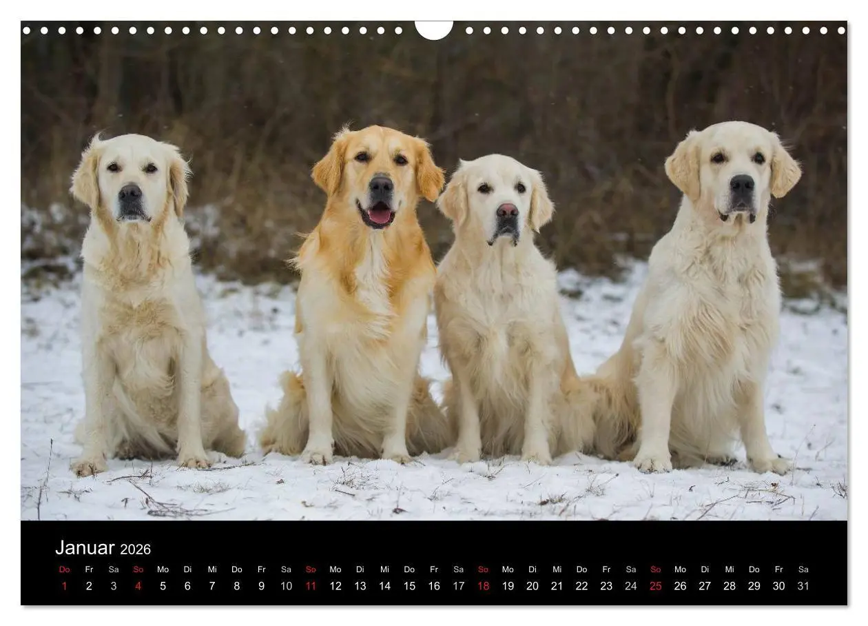 Bild: 9783516193480 | Golden Retriever - Ein Herz auf 4 Pfoten (Wandkalender 2026 DIN A3...