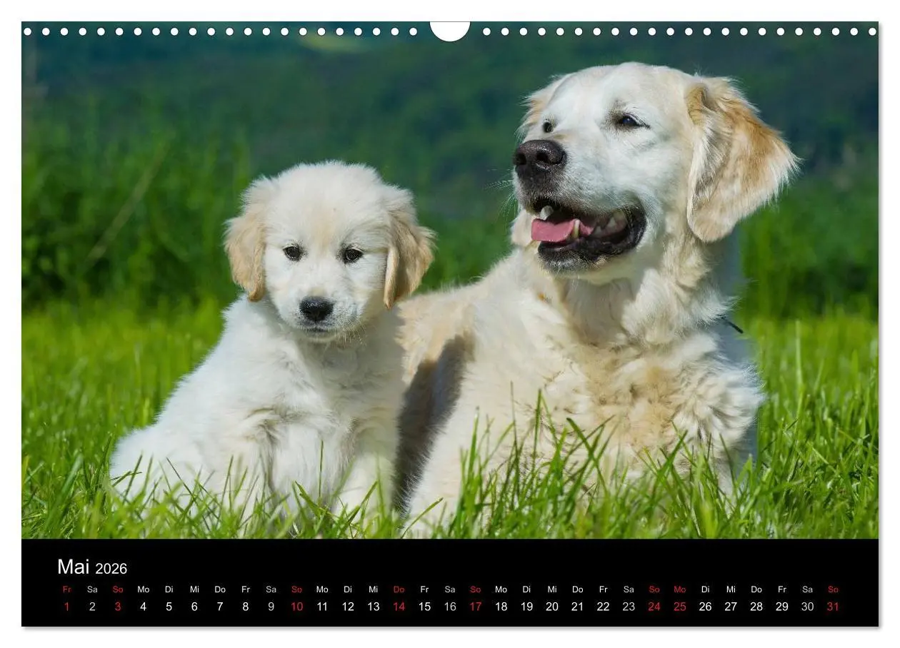 Bild: 9783516193480 | Golden Retriever - Ein Herz auf 4 Pfoten (Wandkalender 2026 DIN A3...