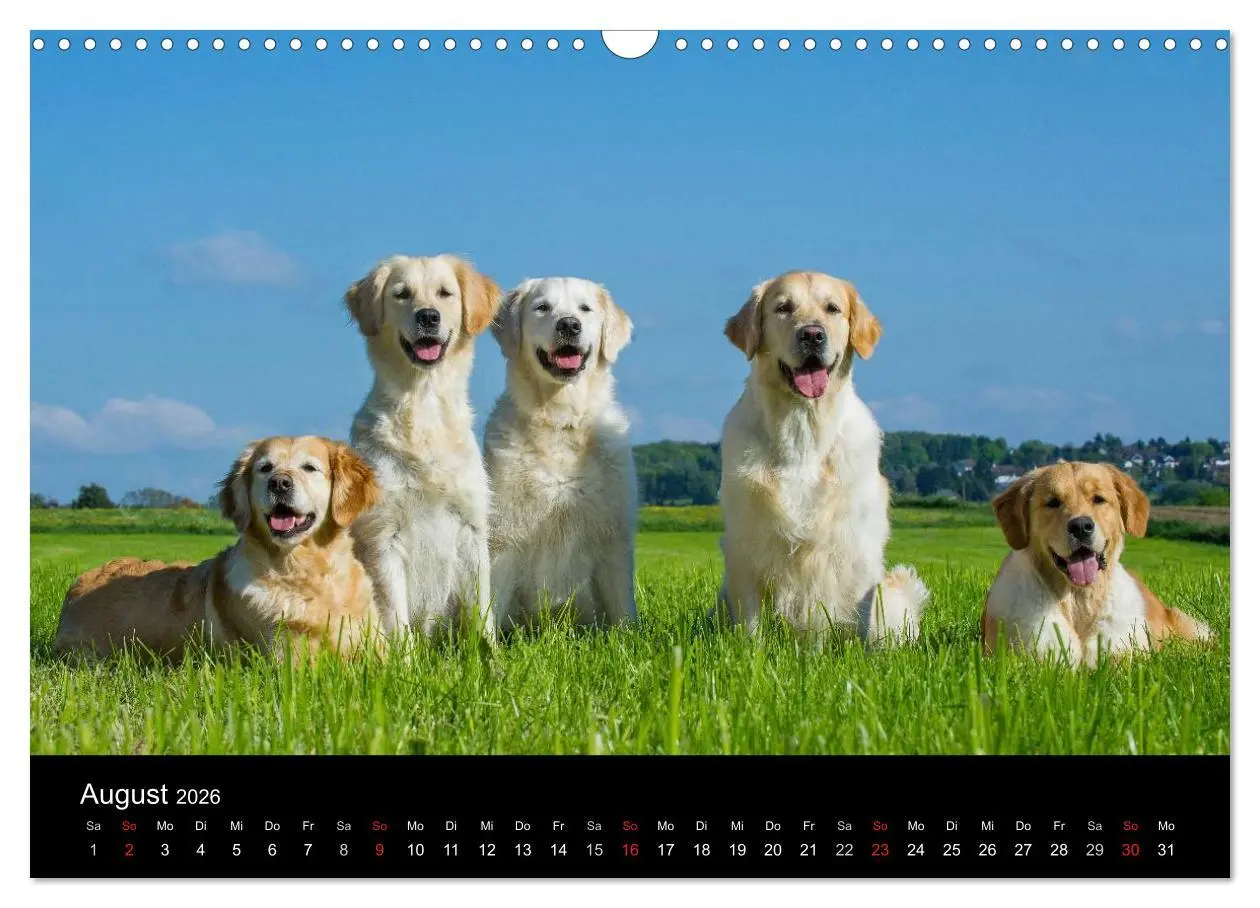 Bild: 9783516193480 | Golden Retriever - Ein Herz auf 4 Pfoten (Wandkalender 2026 DIN A3...