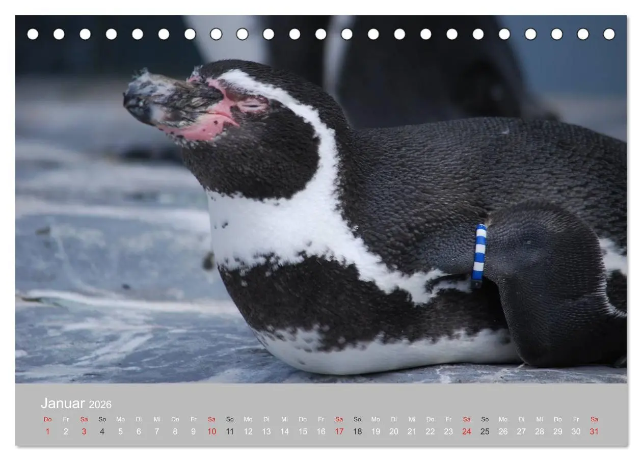Bild: 9783516183580 | Pinguine 2026 (Tischkalender 2026 DIN A5 quer), CALVENDO...