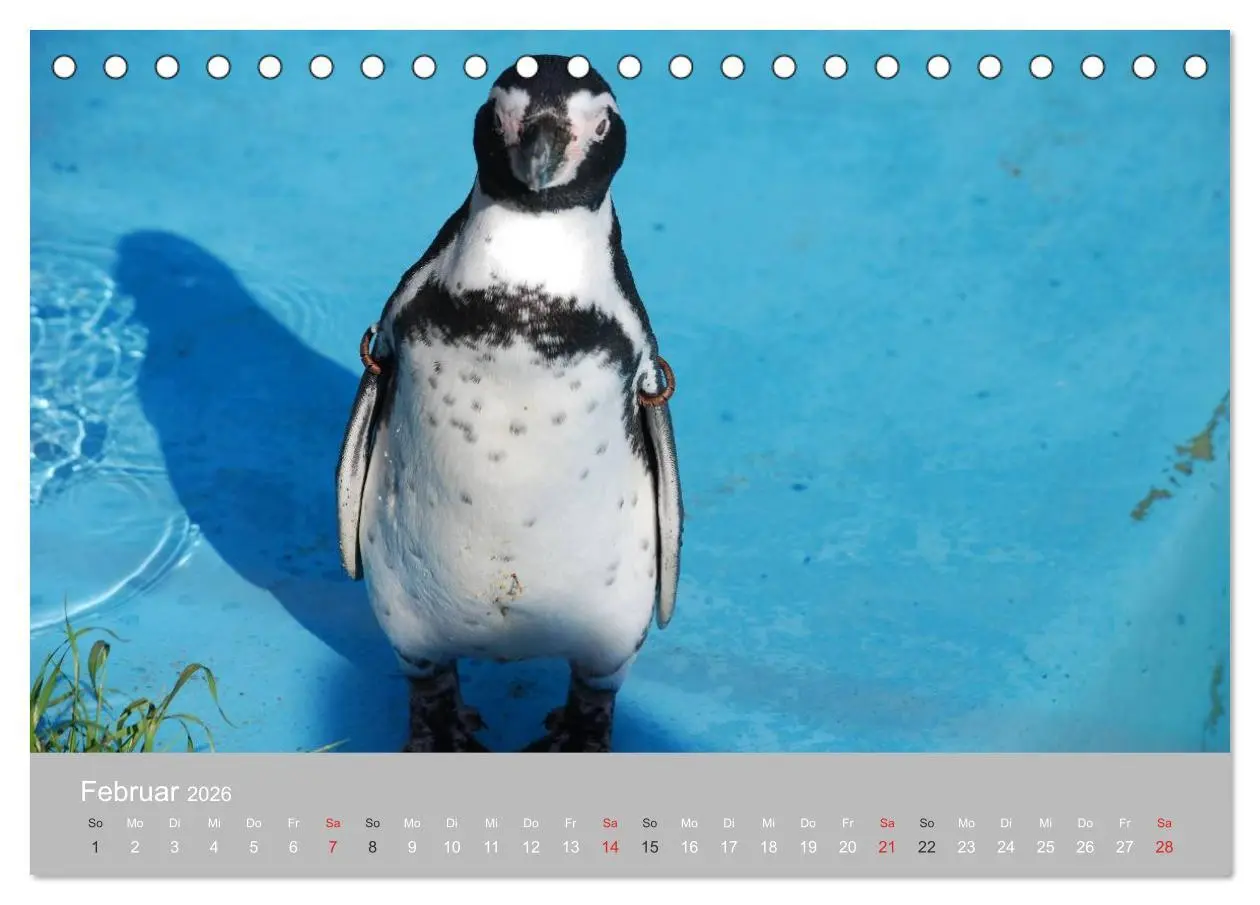 Bild: 9783516183580 | Pinguine 2026 (Tischkalender 2026 DIN A5 quer), CALVENDO...