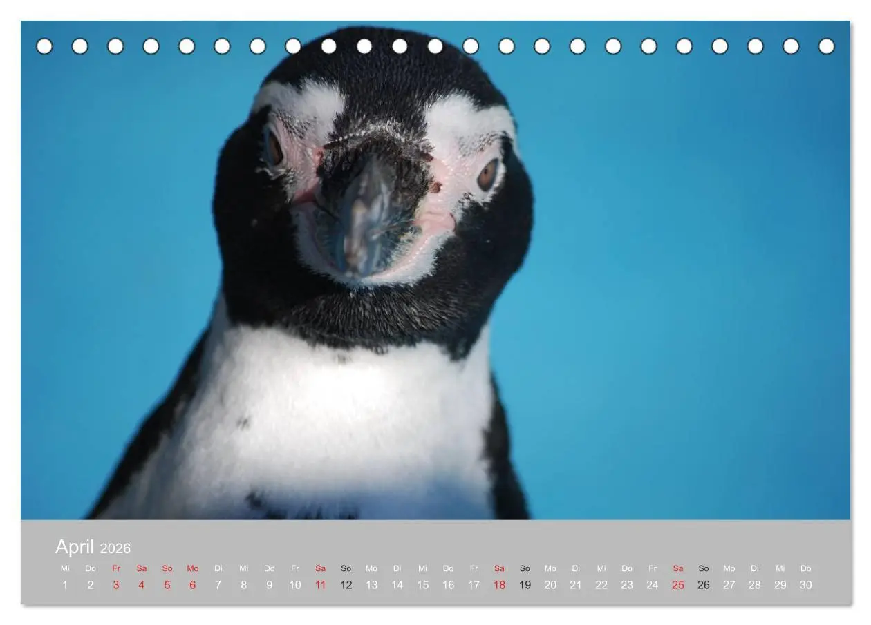 Bild: 9783516183580 | Pinguine 2026 (Tischkalender 2026 DIN A5 quer), CALVENDO...