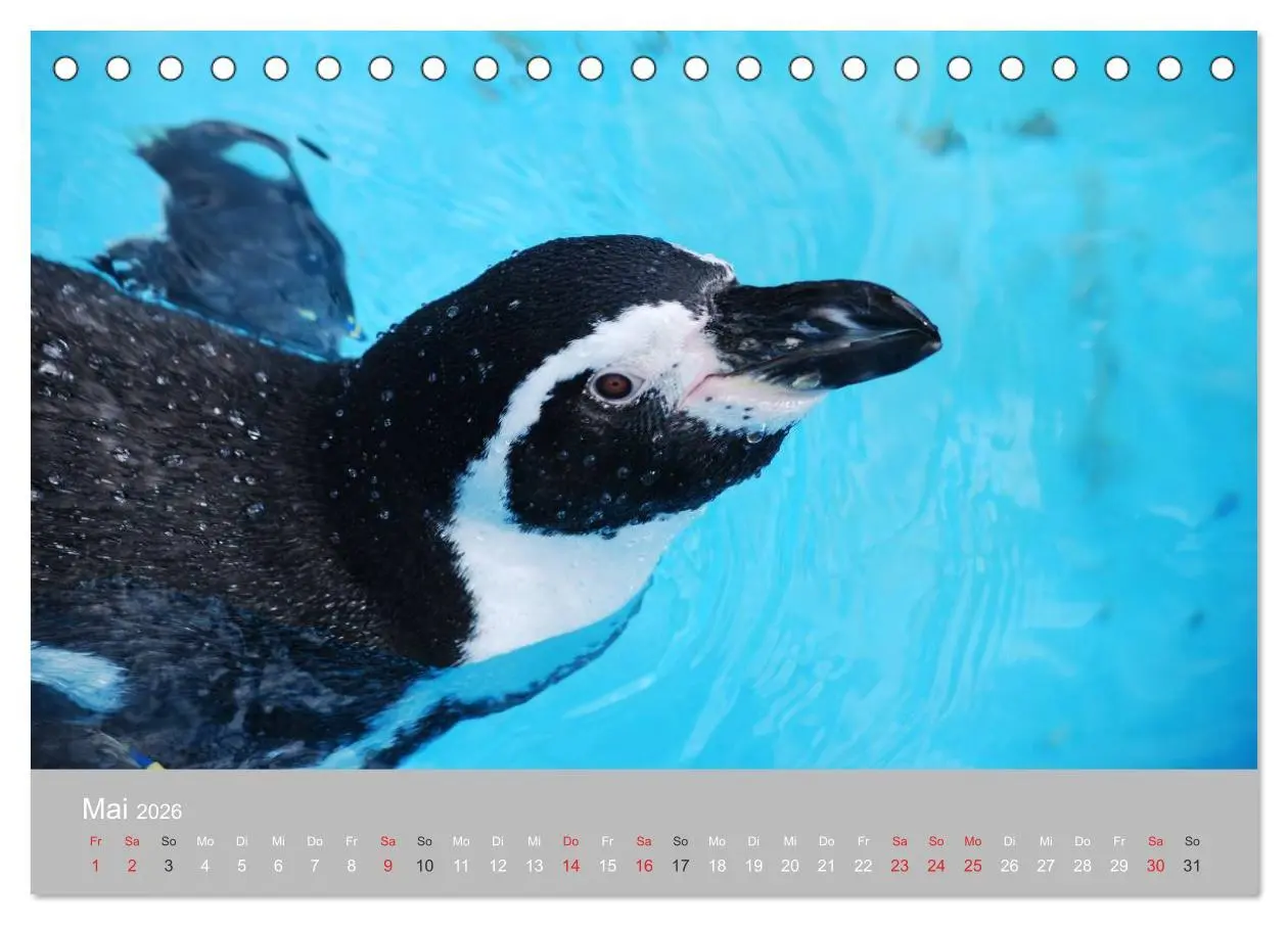 Bild: 9783516183580 | Pinguine 2026 (Tischkalender 2026 DIN A5 quer), CALVENDO...